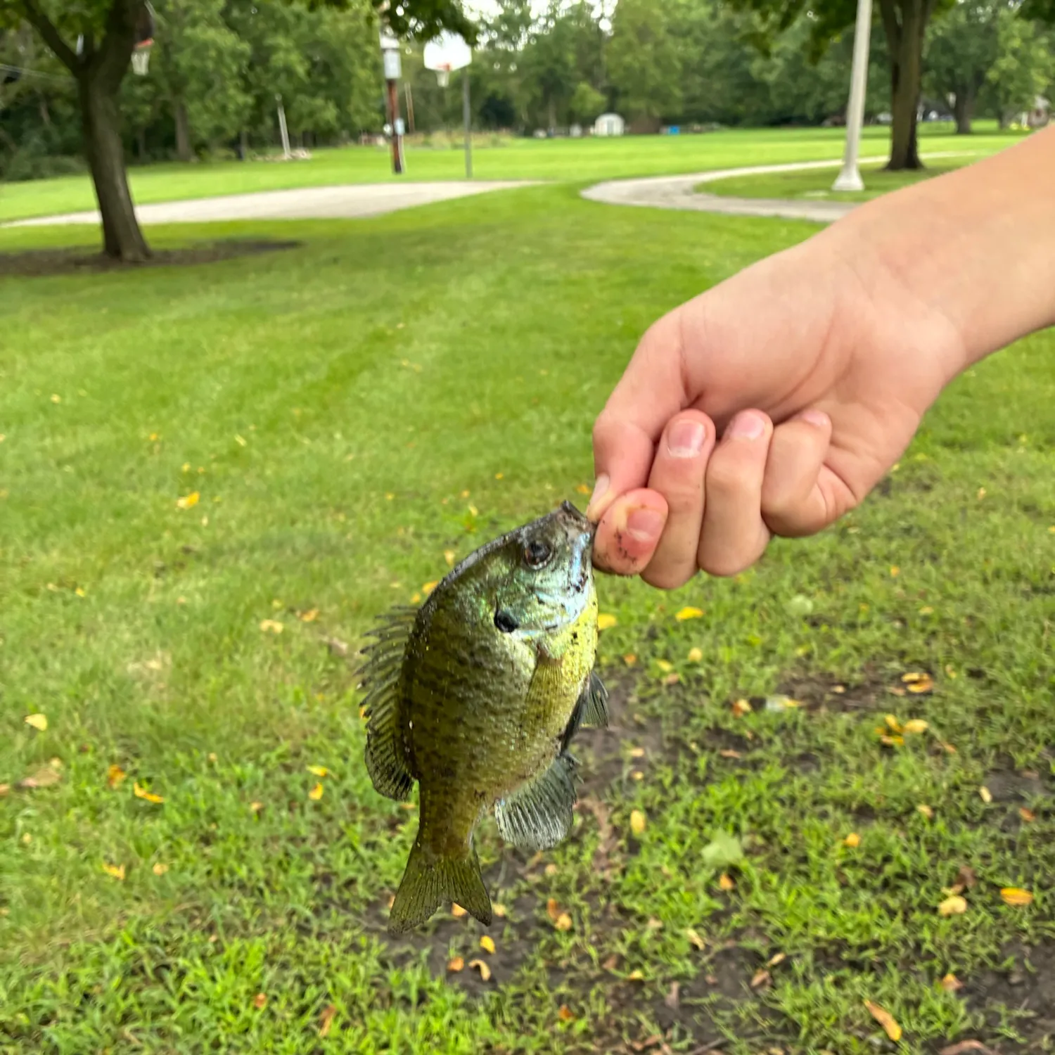 Bluegill caught on Fishbrain