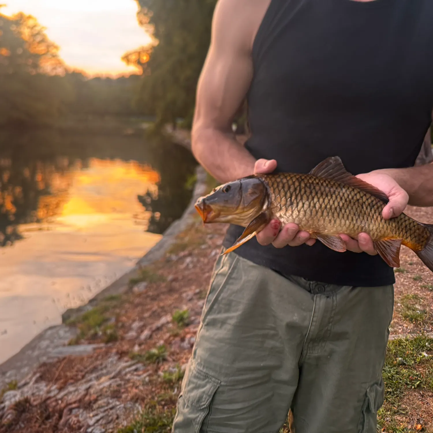 Common carp caught on Fishbrain