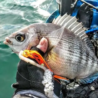 Fish caught on Fishbrain