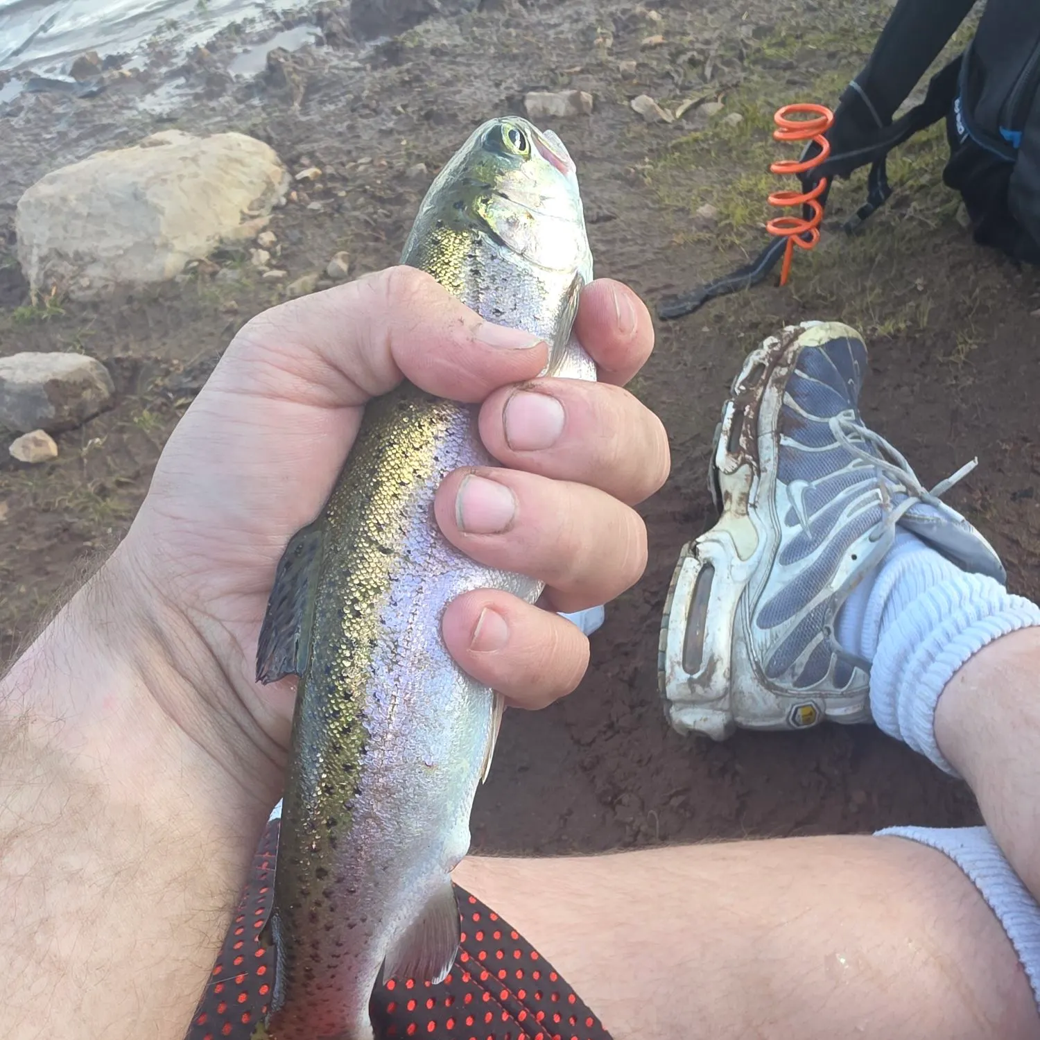 Rainbow trout caught on Fishbrain