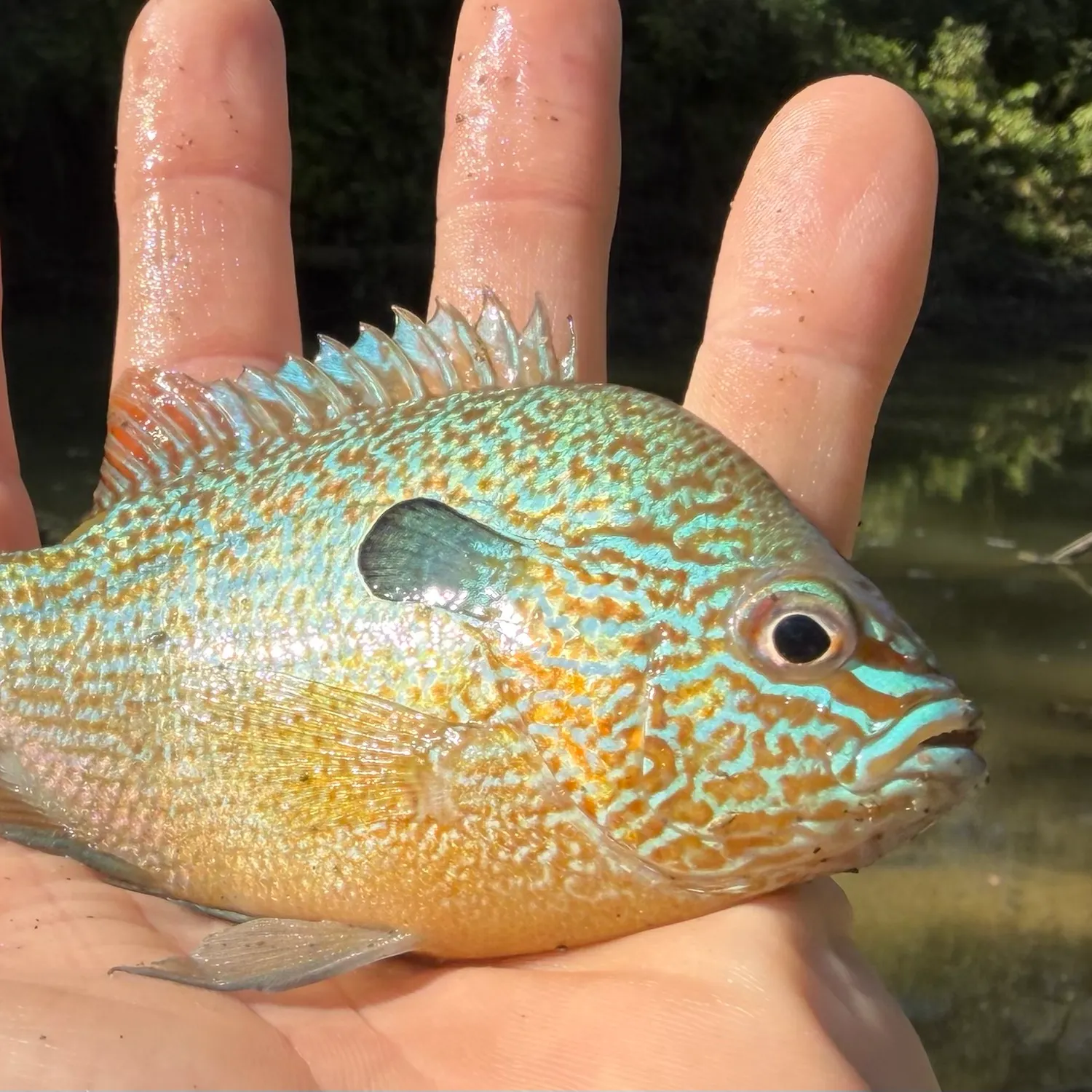 Pumpkinseed x green sunfish caught on Fishbrain