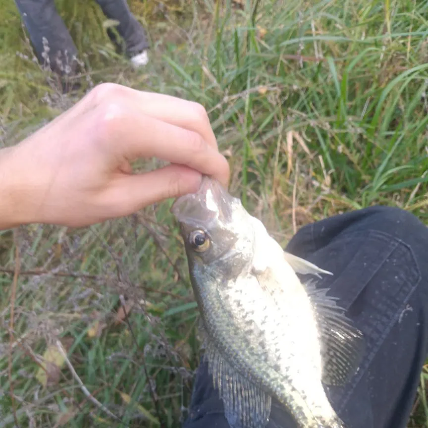 The most recent White crappie catches on Fishbrain