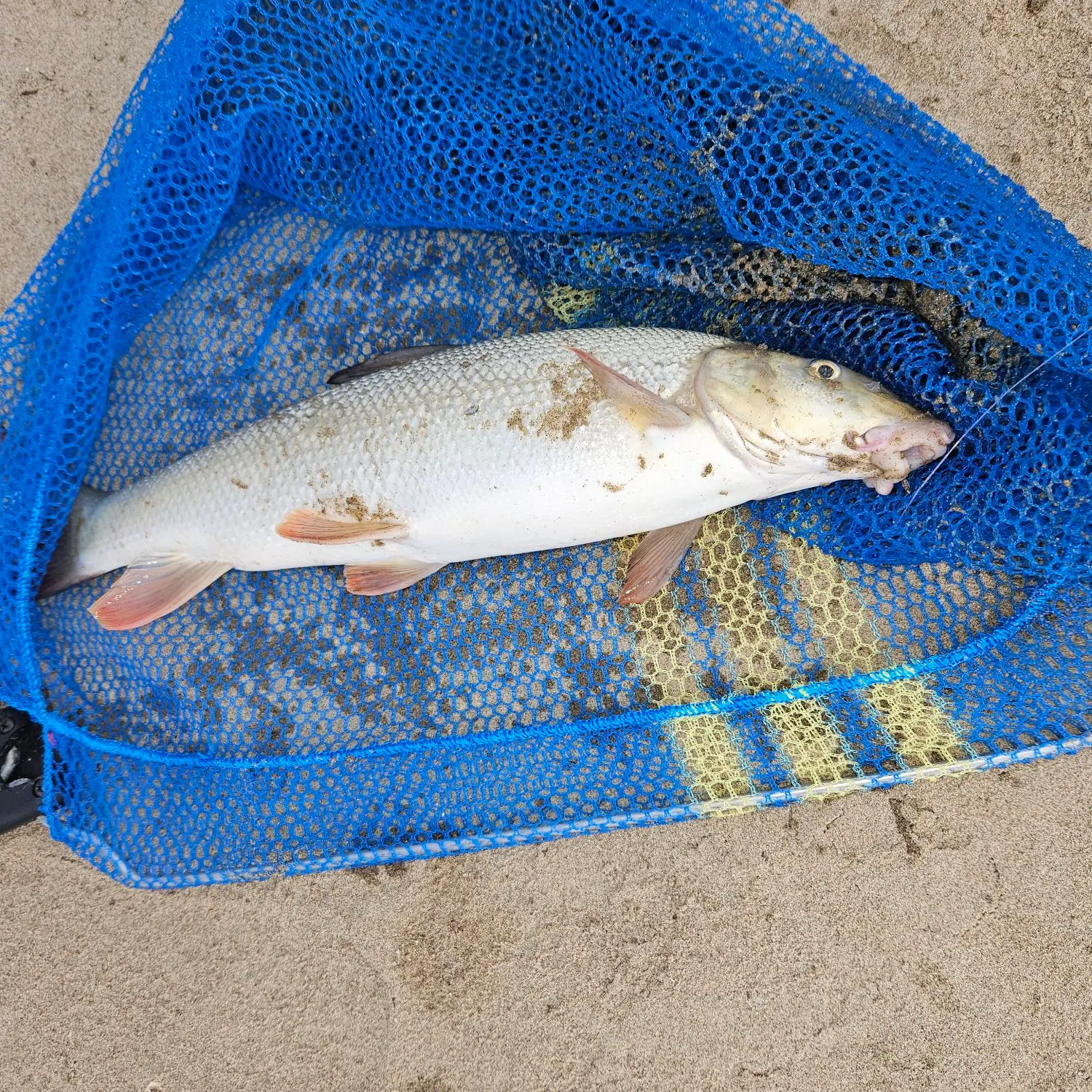 Common barbel caught on Fishbrain