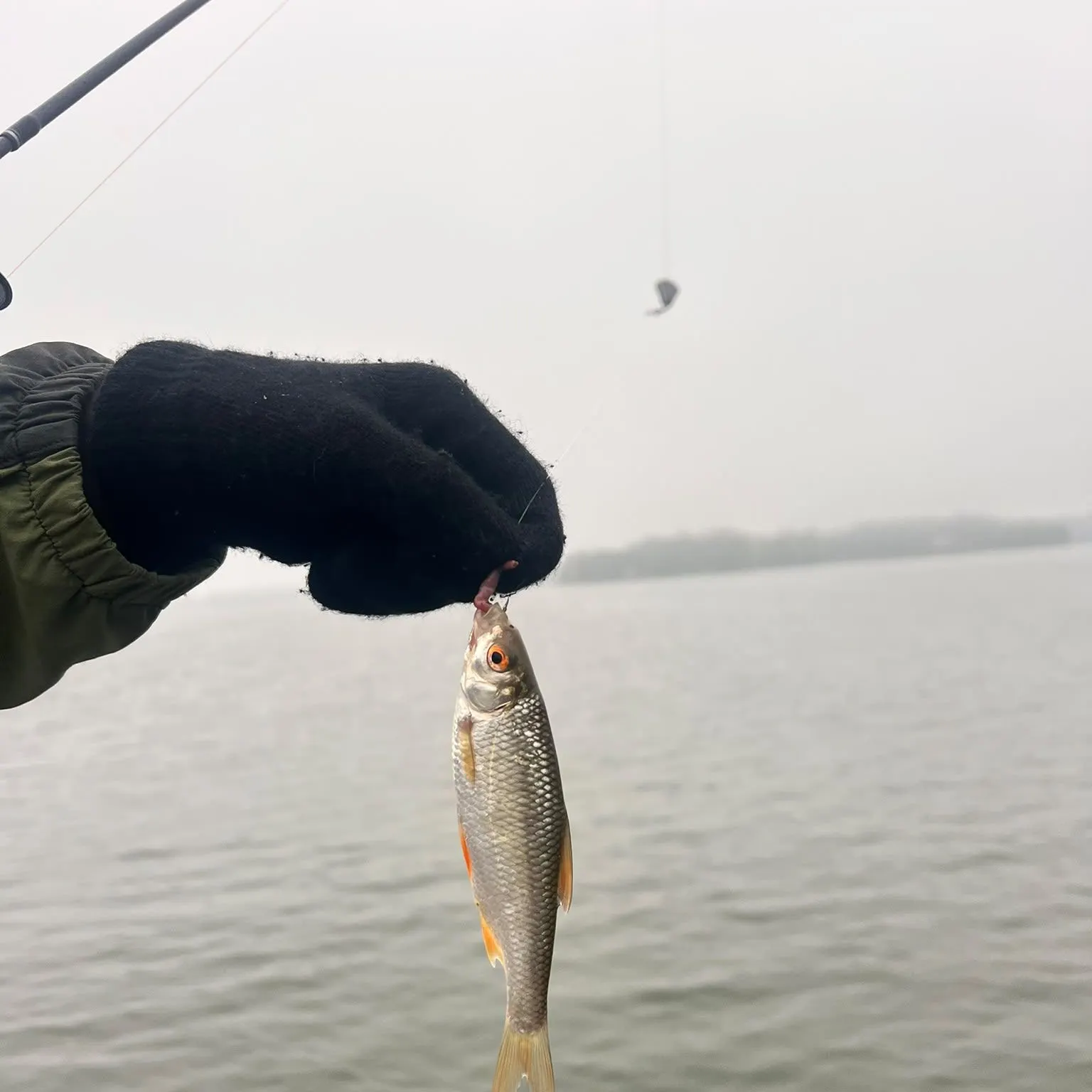 Common roach caught on Fishbrain