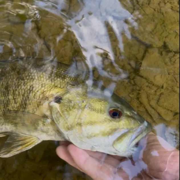 Smallmouth bass caught on Fishbrain