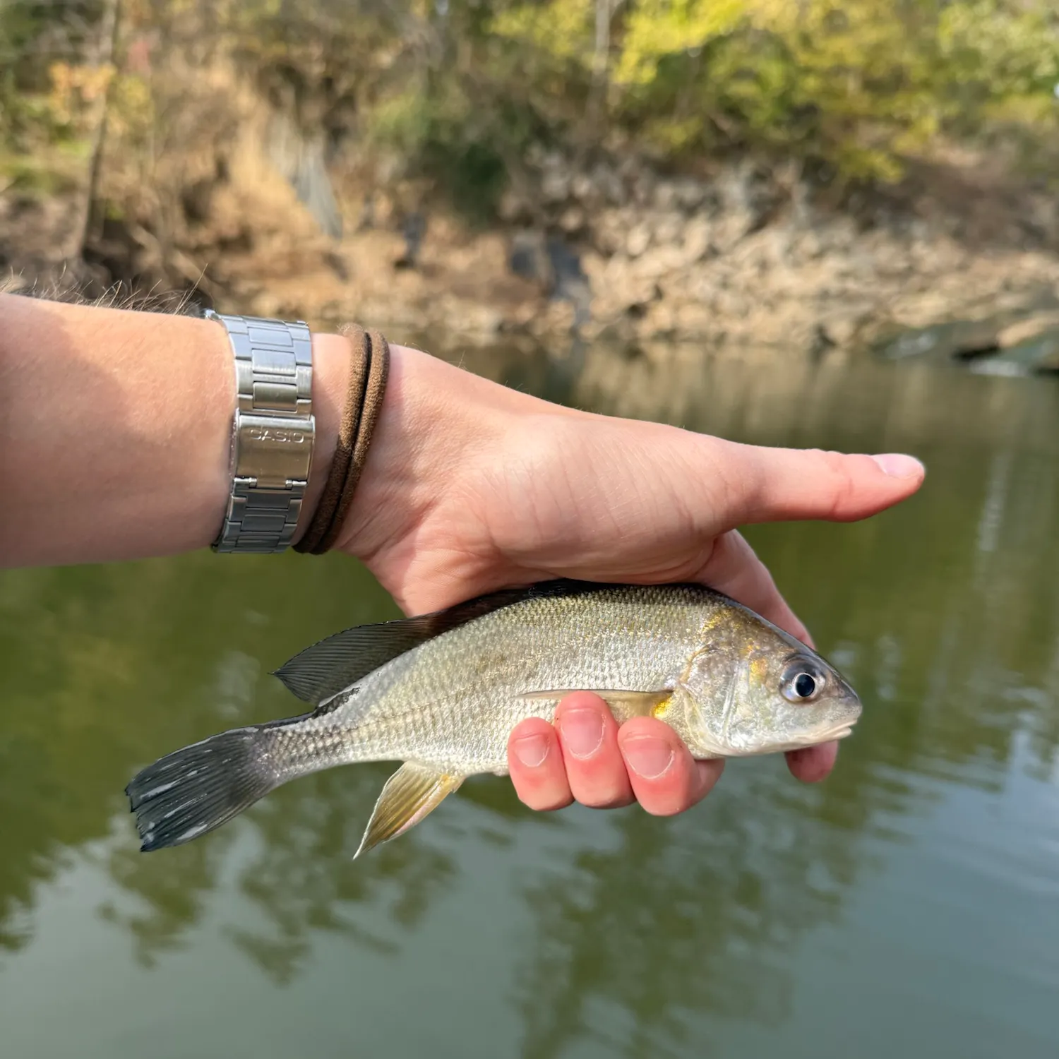 Freshwater drum caught on Fishbrain
