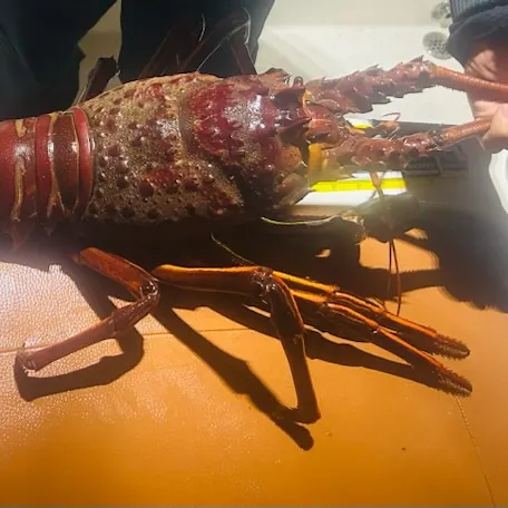 The most recent California spiny lobster catches on Fishbrain