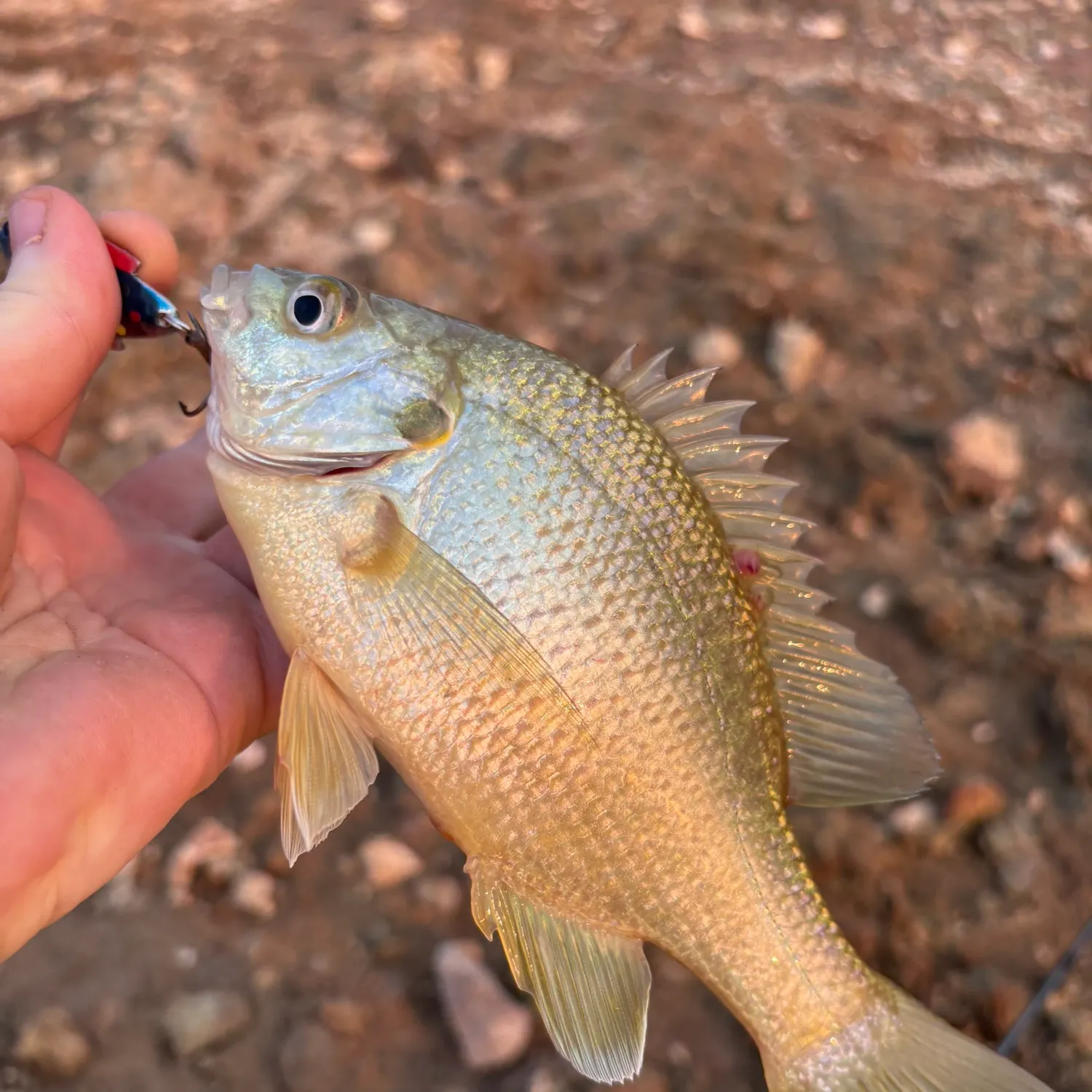 Bluegill caught on Fishbrain
