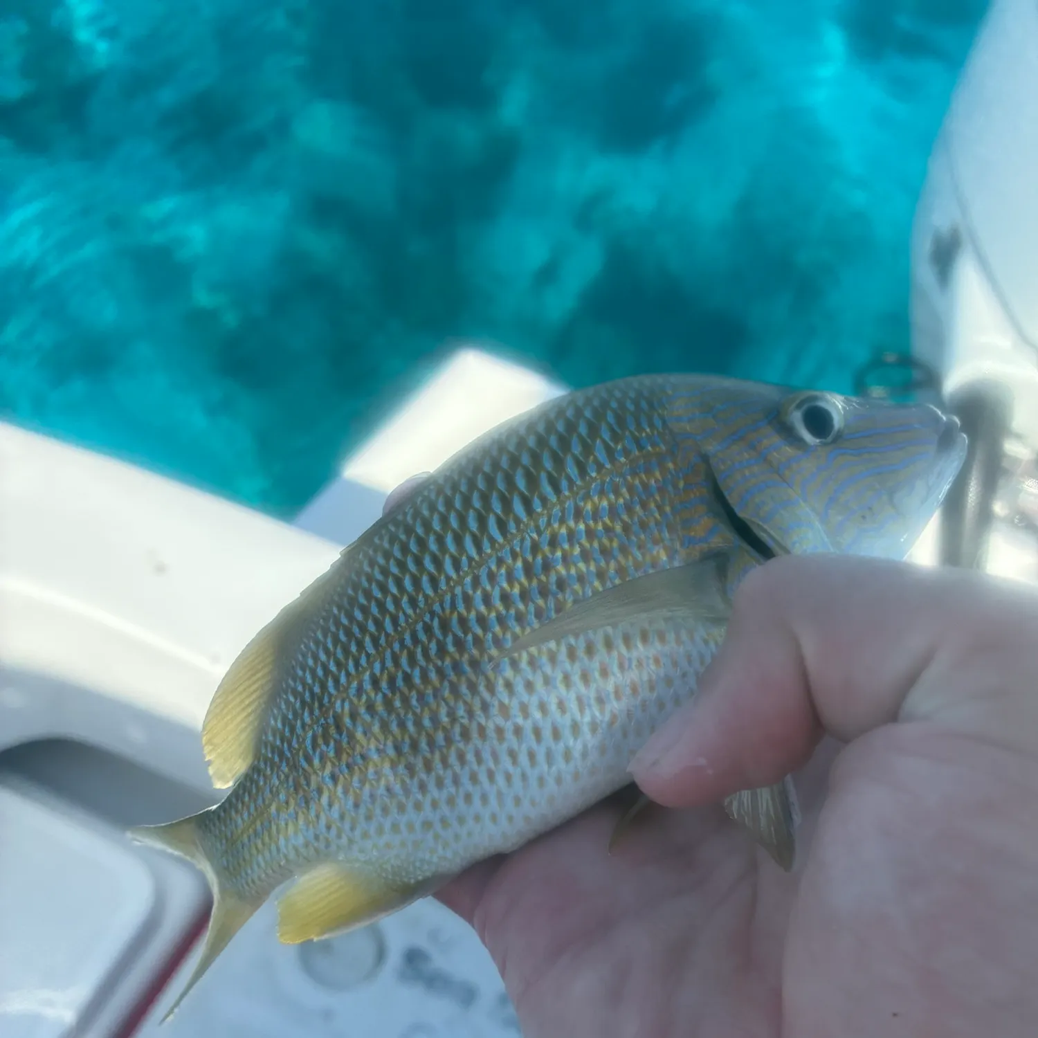 White grunt caught on Fishbrain