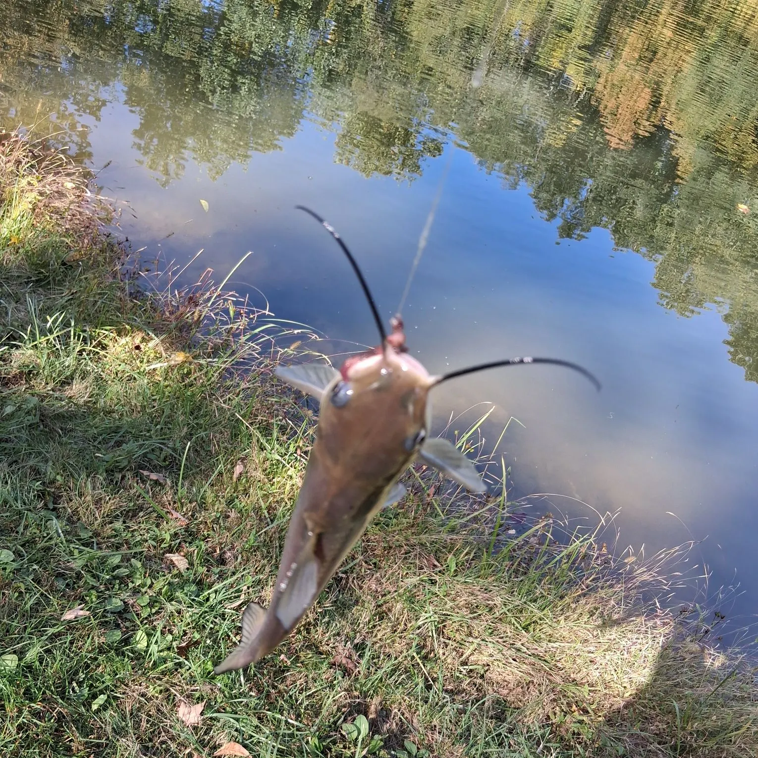 Black bullhead caught on Fishbrain