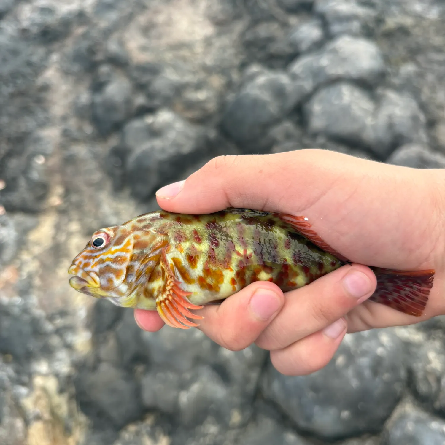 The most recent Orange-spotted grouper catches on Fishbrain
