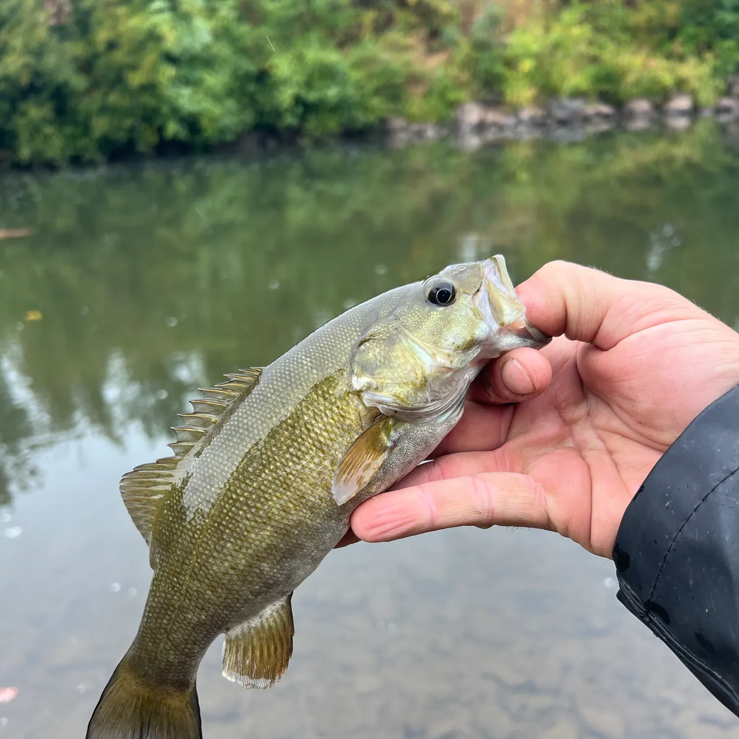 Smallmouth bass caught on Fishbrain