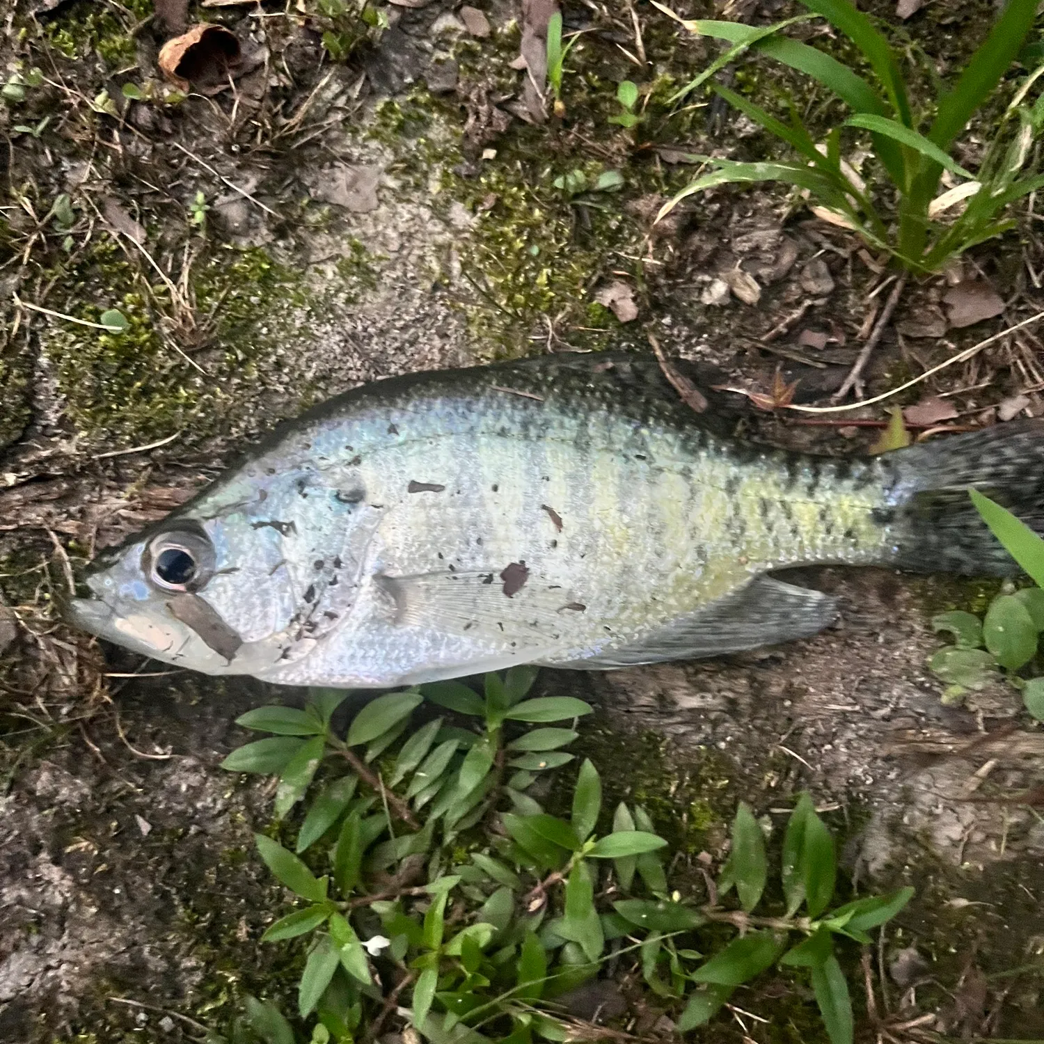 White crappie caught on Fishbrain