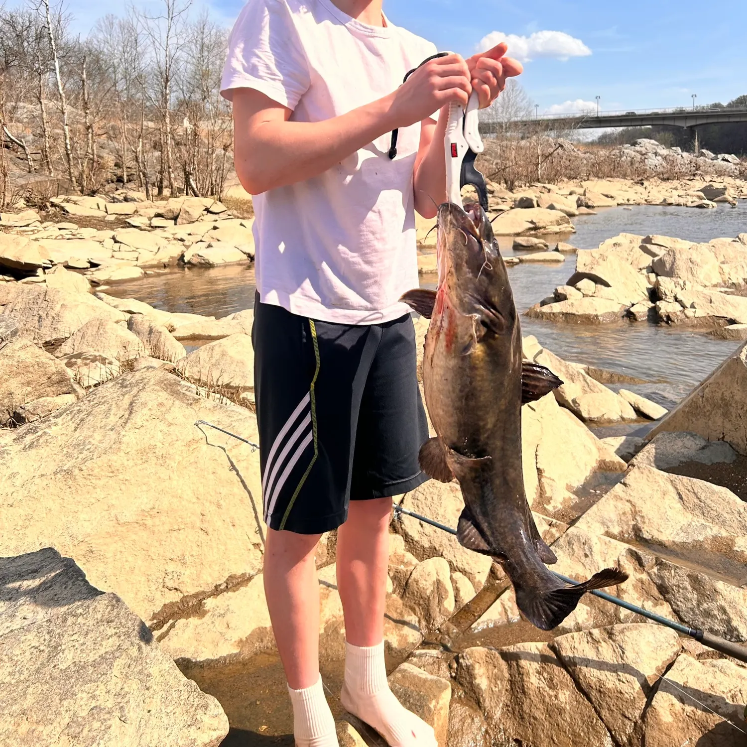 The most recent Flathead catfish catches on Fishbrain
