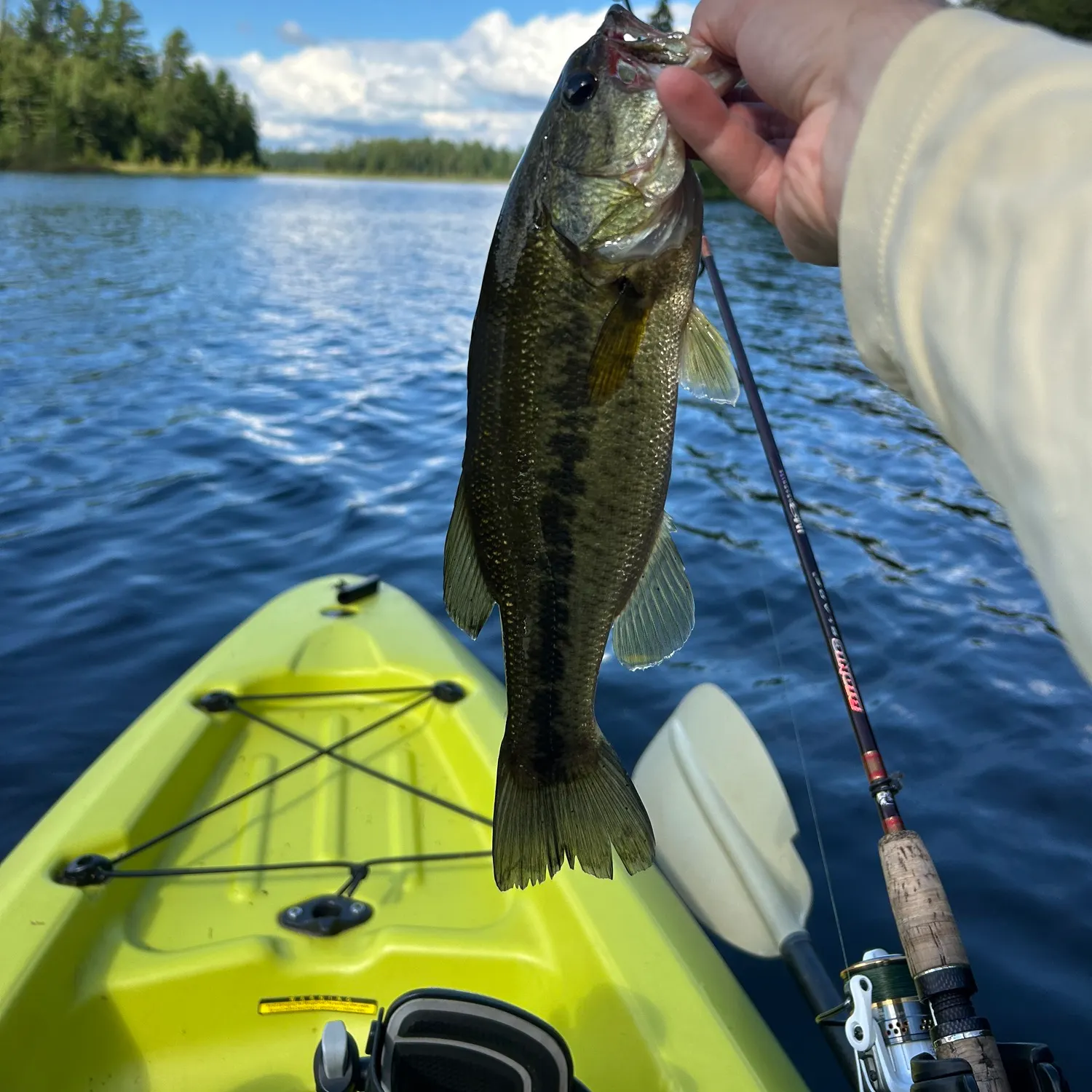 Largemouth bass caught on Fishbrain