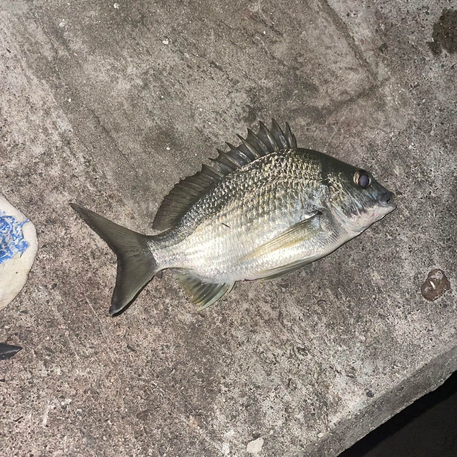 Surf bream caught on Fishbrain