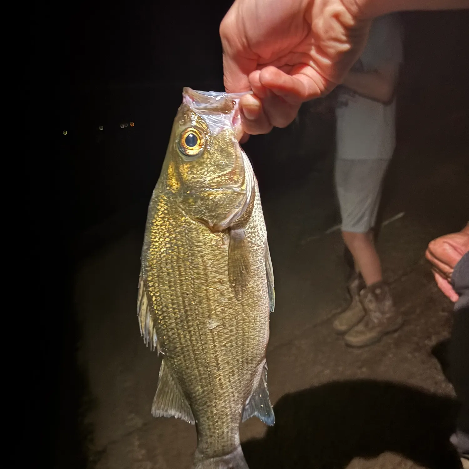 White bass caught on Fishbrain
