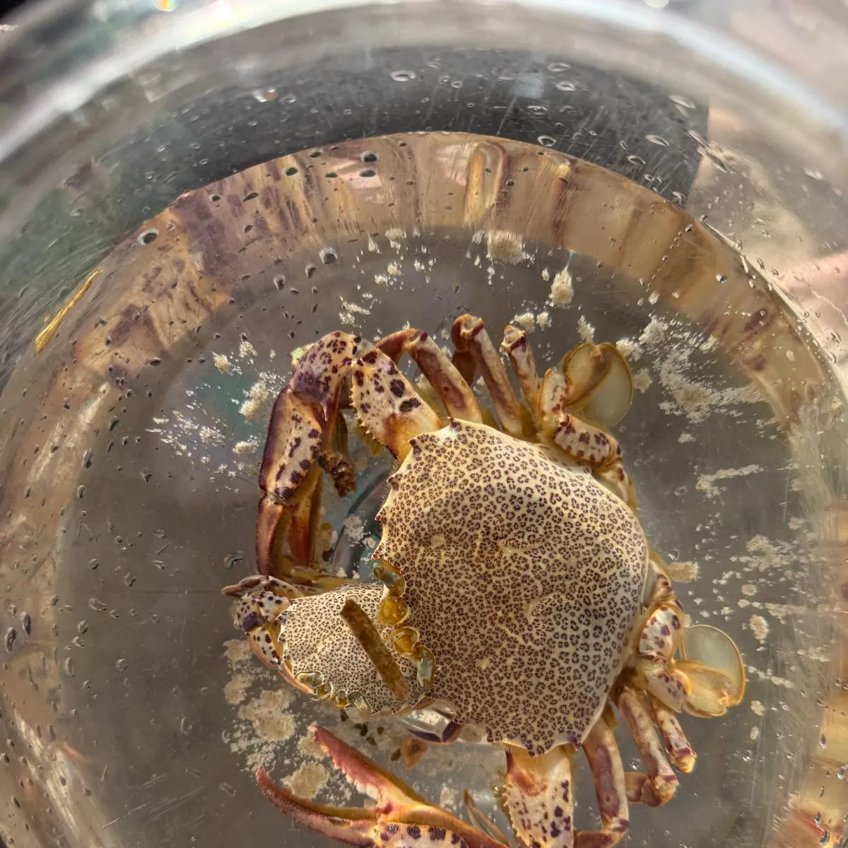 The most recent Atlantic rock crab catches on Fishbrain