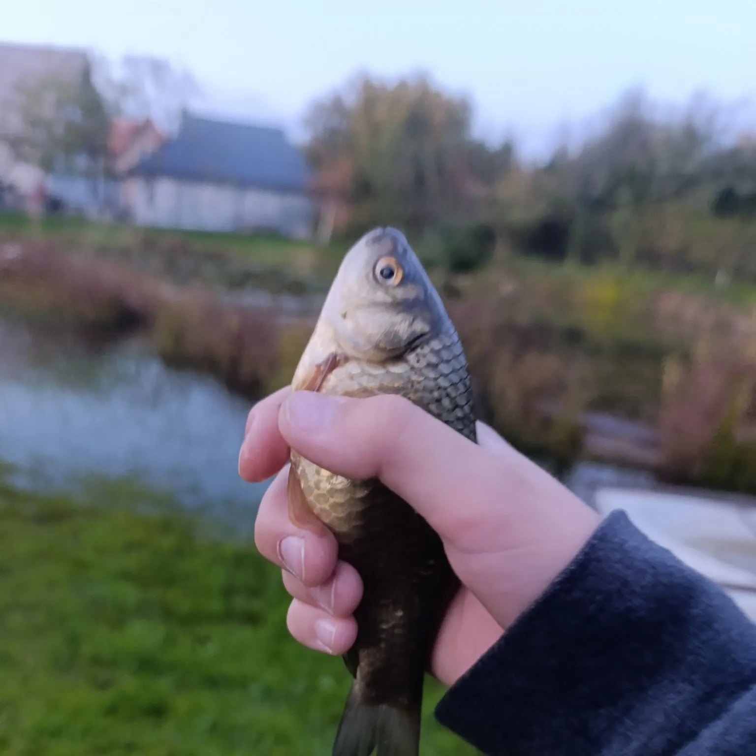 European chub caught on Fishbrain