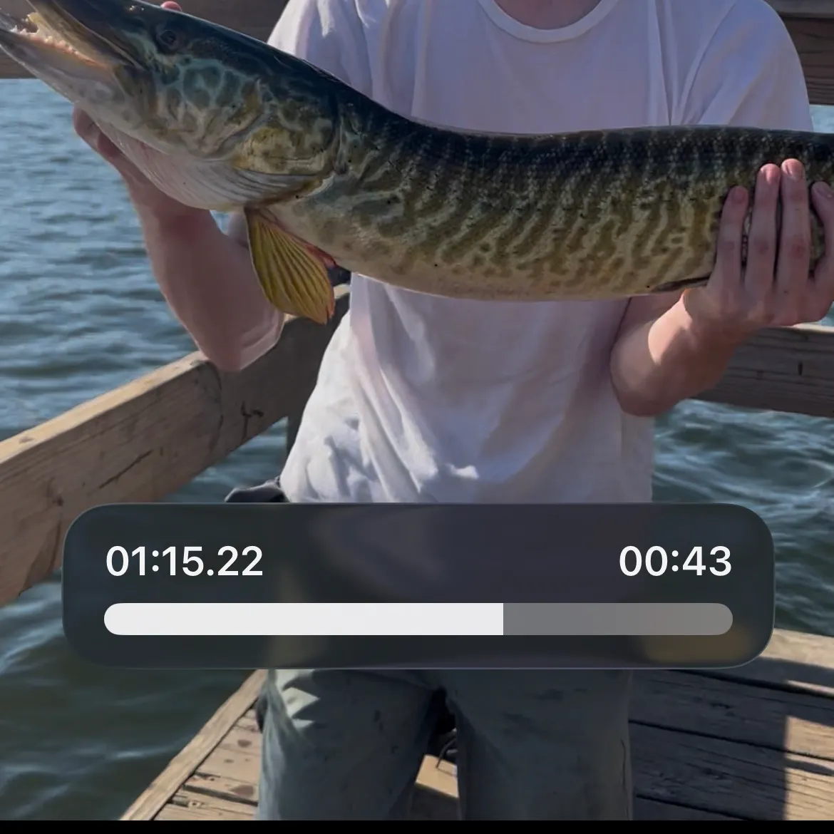 Tiger muskie caught on Fishbrain