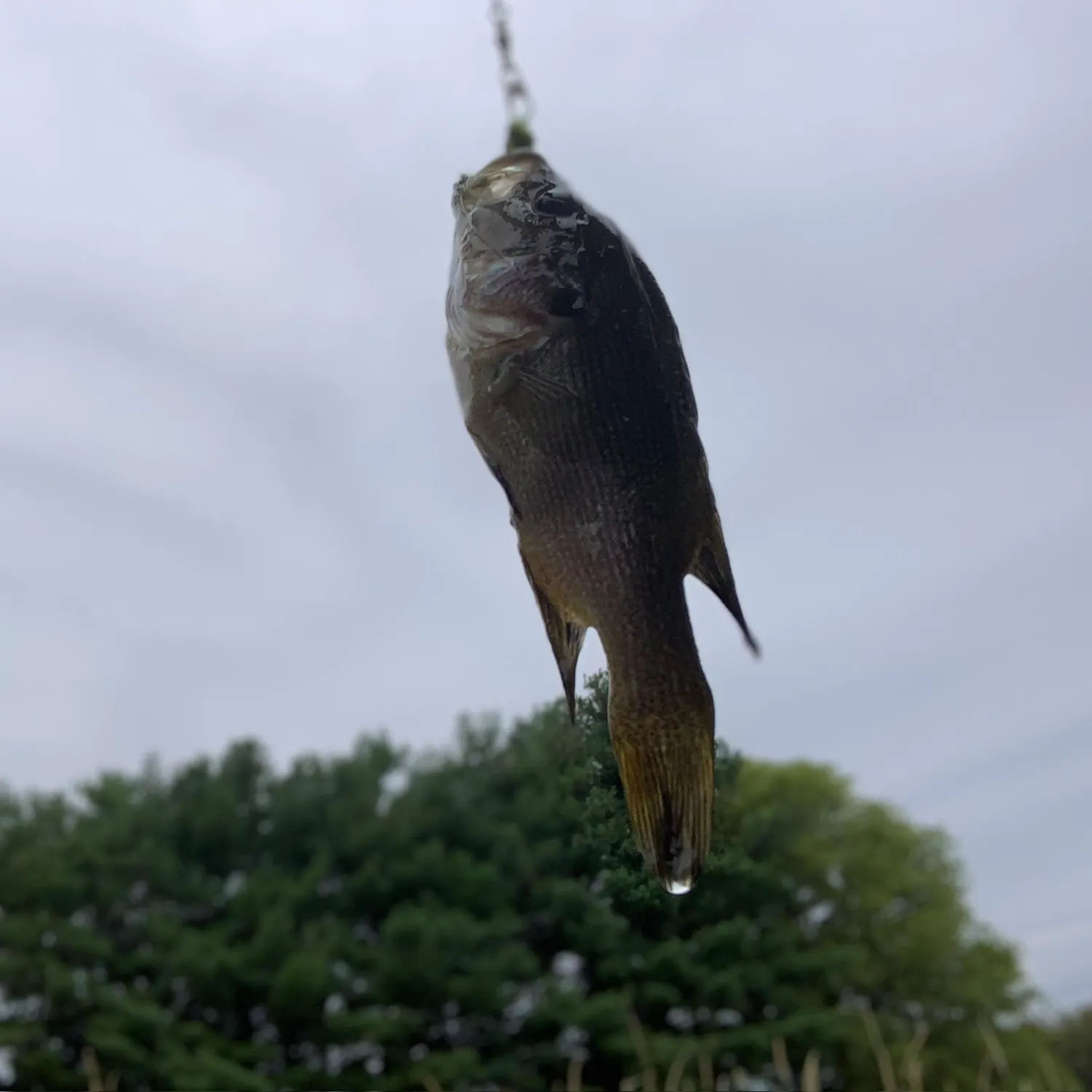 angler catch