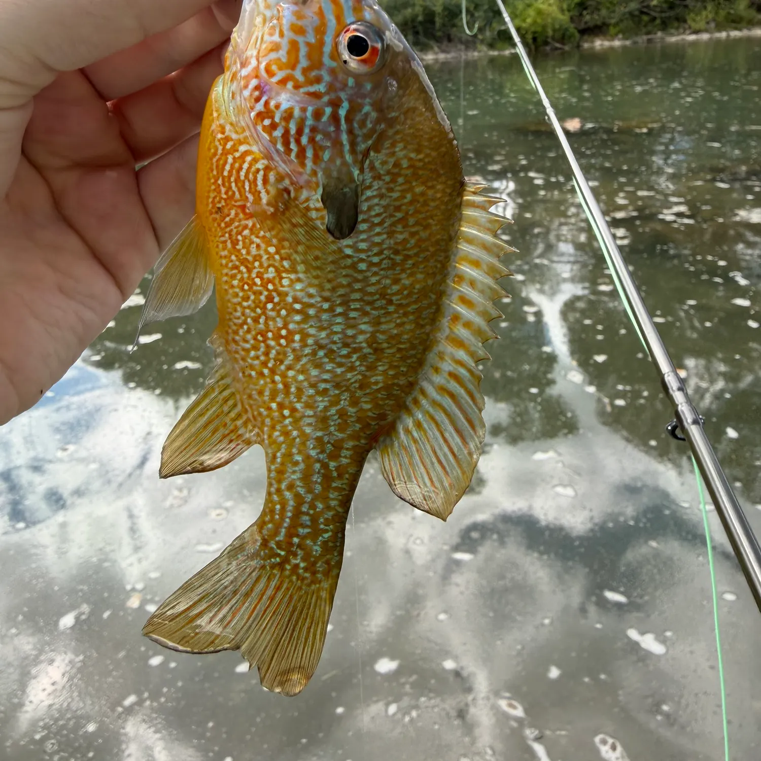 Longear sunfish caught on Fishbrain
