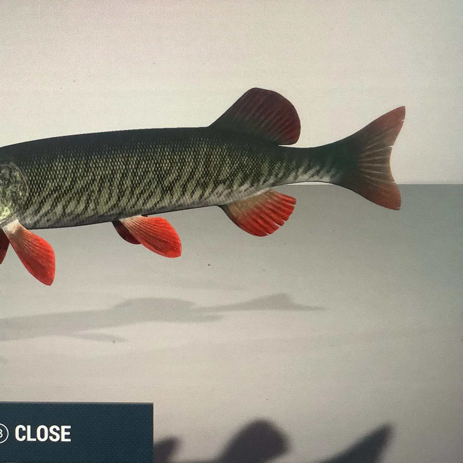 The most recent Redfin pickerel catches on Fishbrain