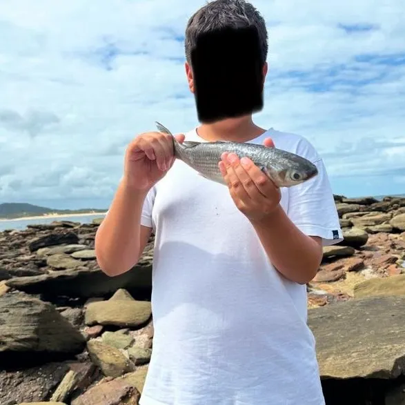 The most recent Yellow-eye mullet catches on Fishbrain