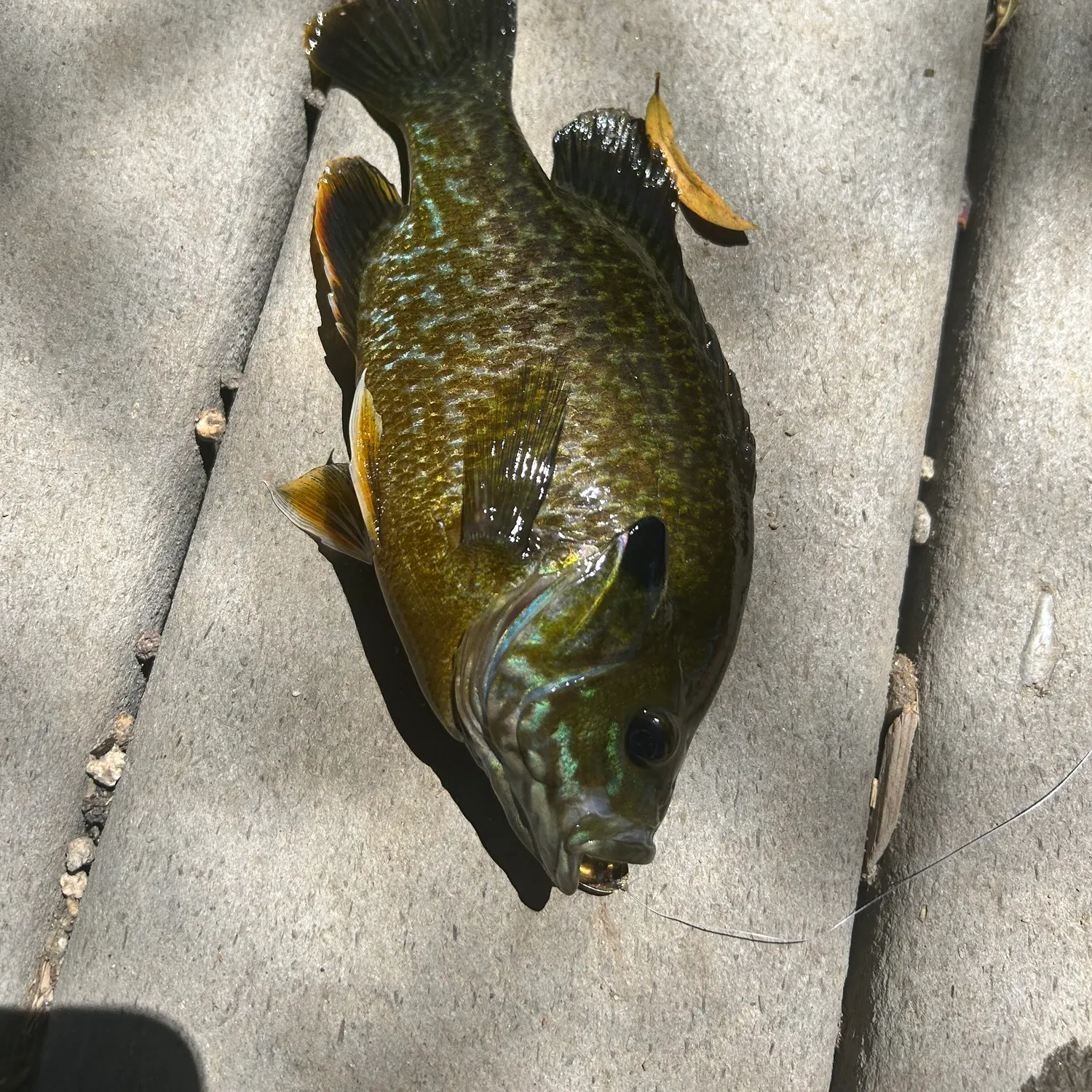 recently logged catches