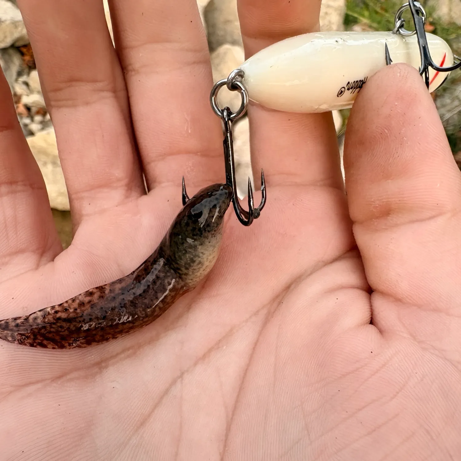 American bullfrog caught on Fishbrain