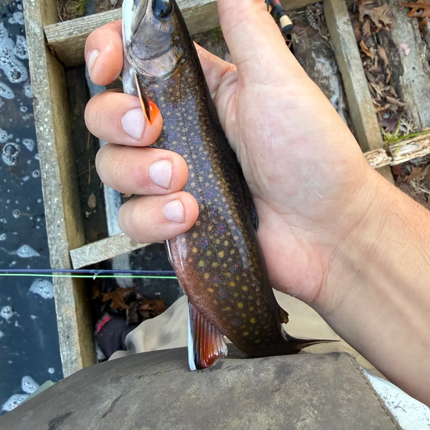 Brook trout caught on Fishbrain