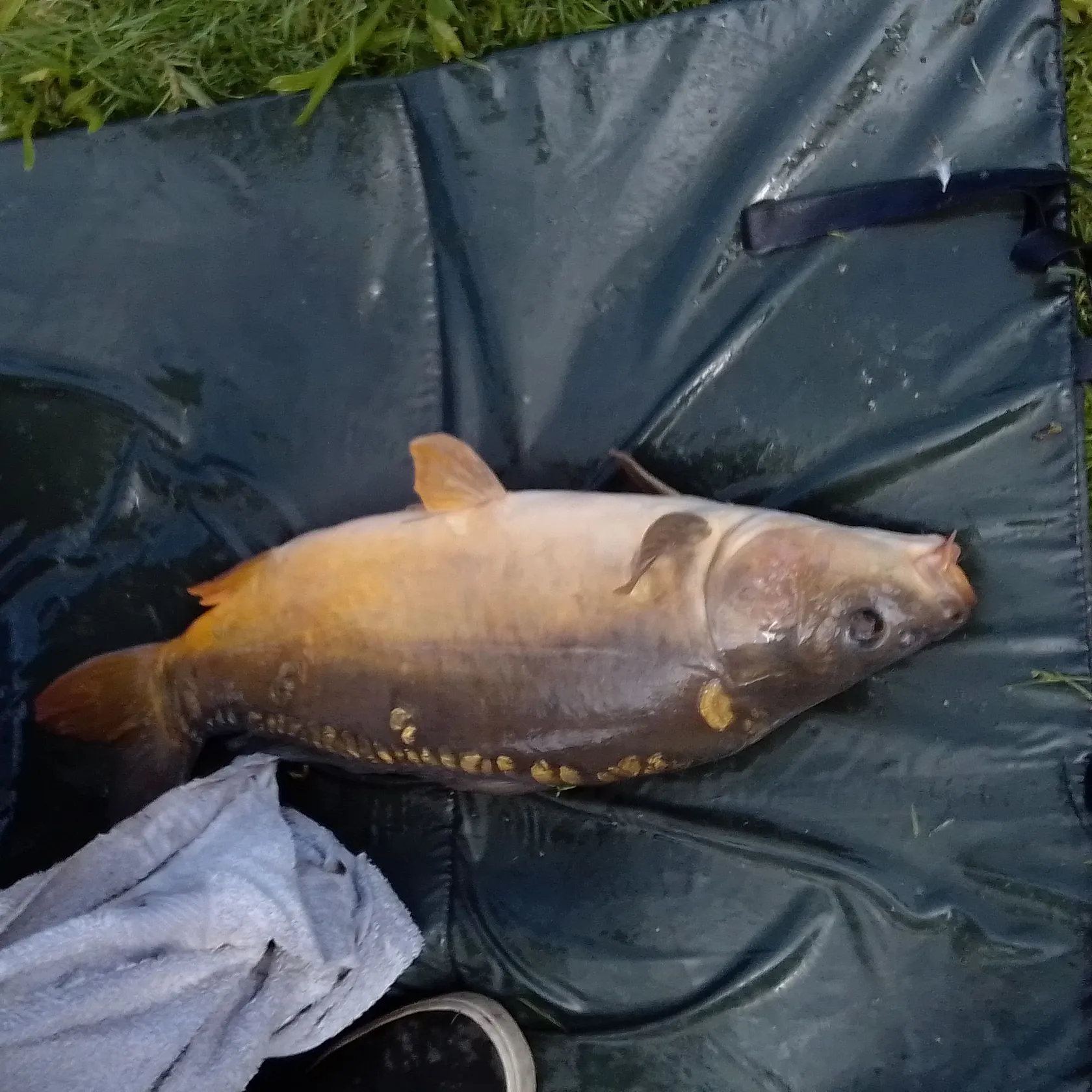 Mirror carp caught on Fishbrain