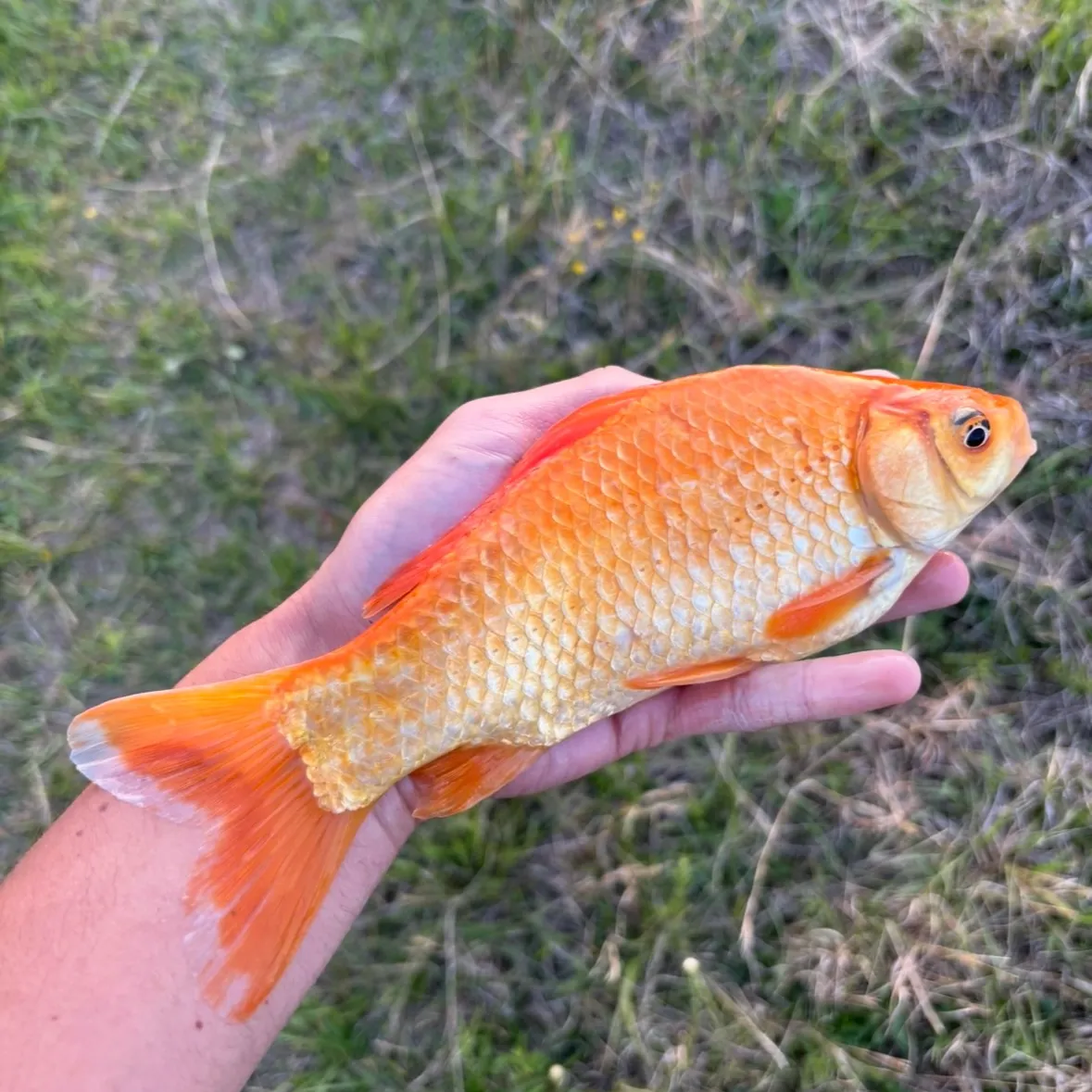 The most recent Goldfish catches on Fishbrain