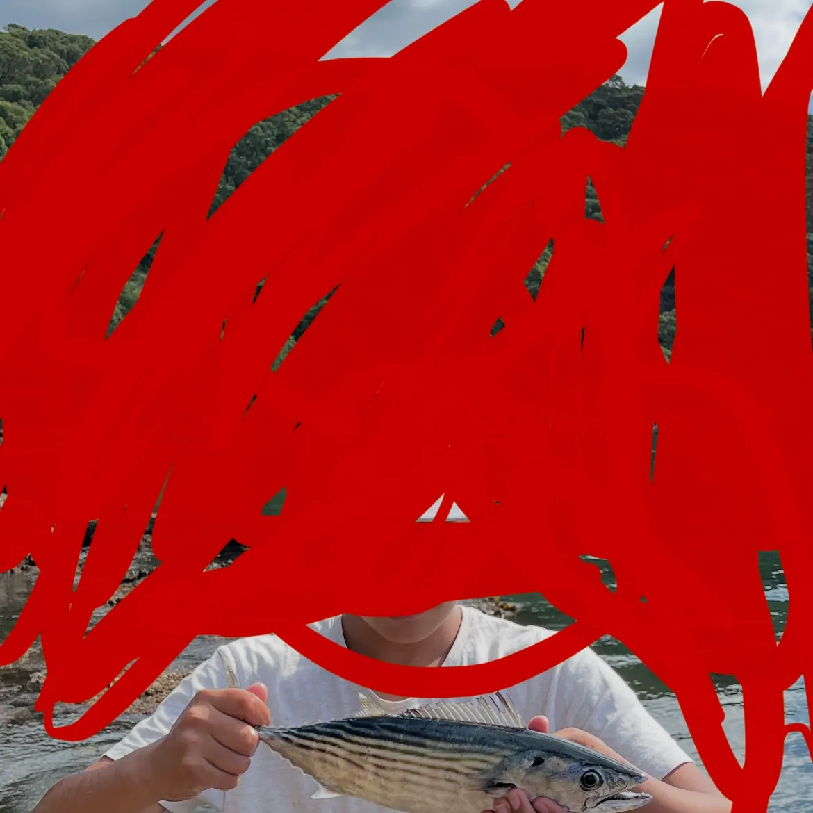 The most recent Eastern Pacific bonito catches on Fishbrain