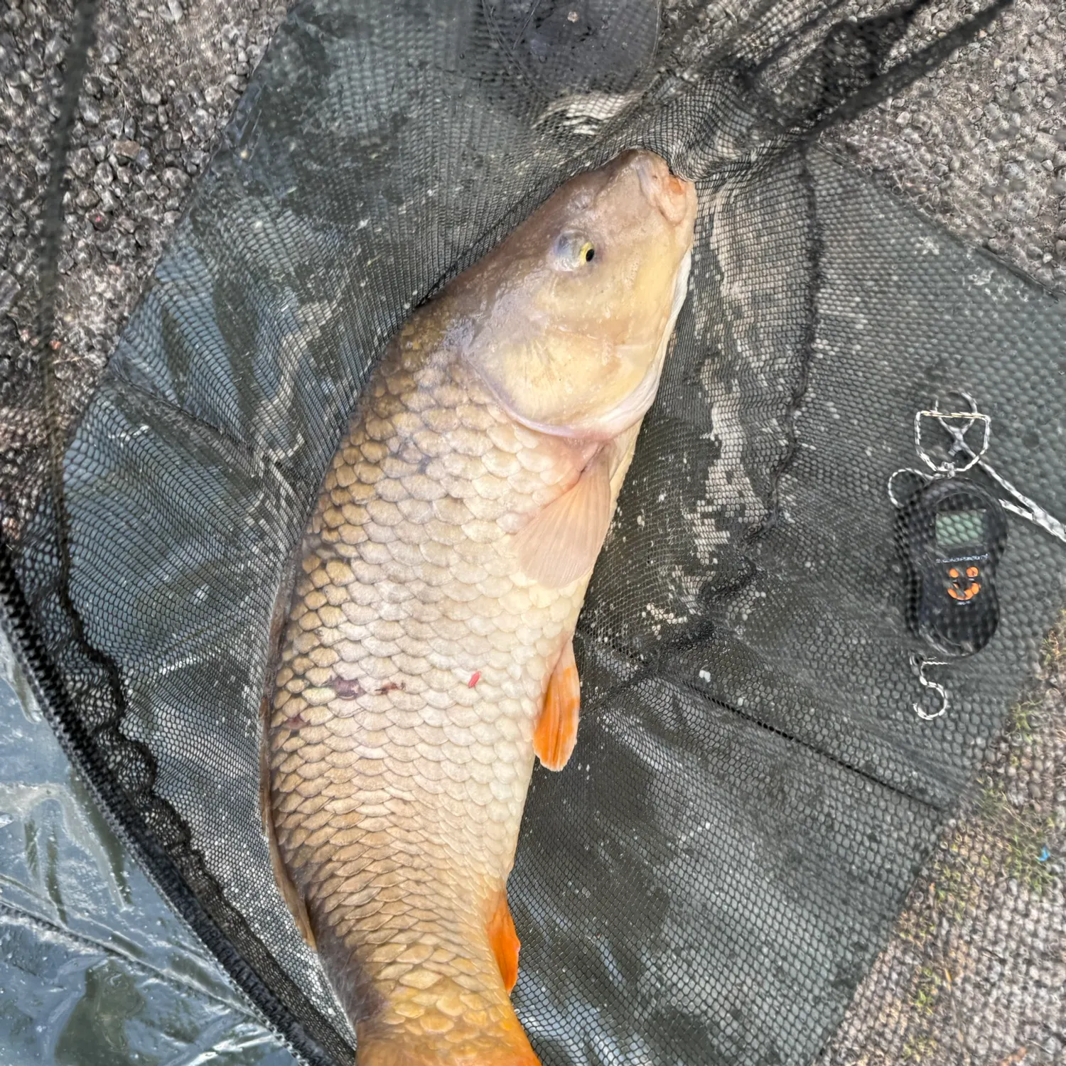 Common carp caught on Fishbrain