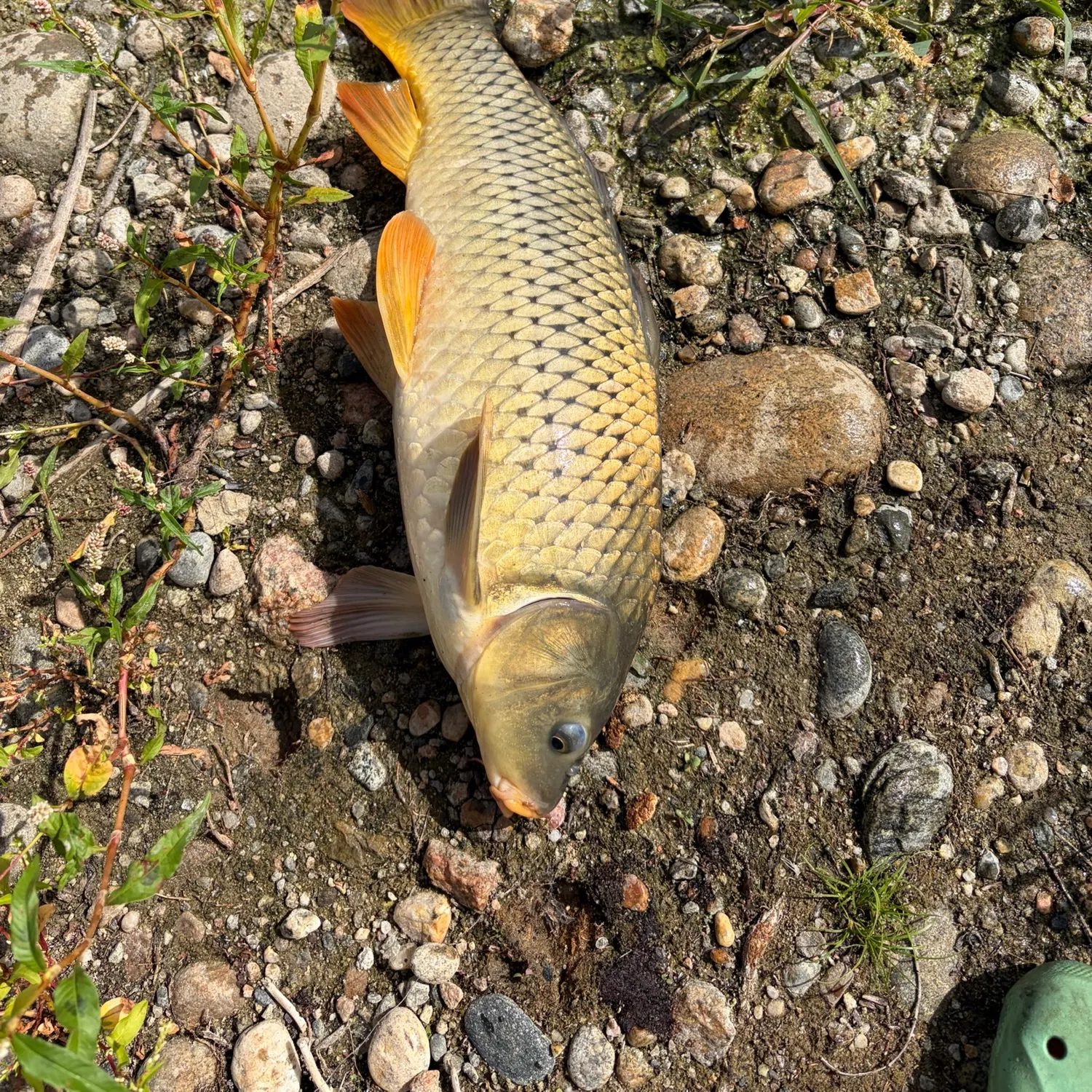Common carp caught on Fishbrain