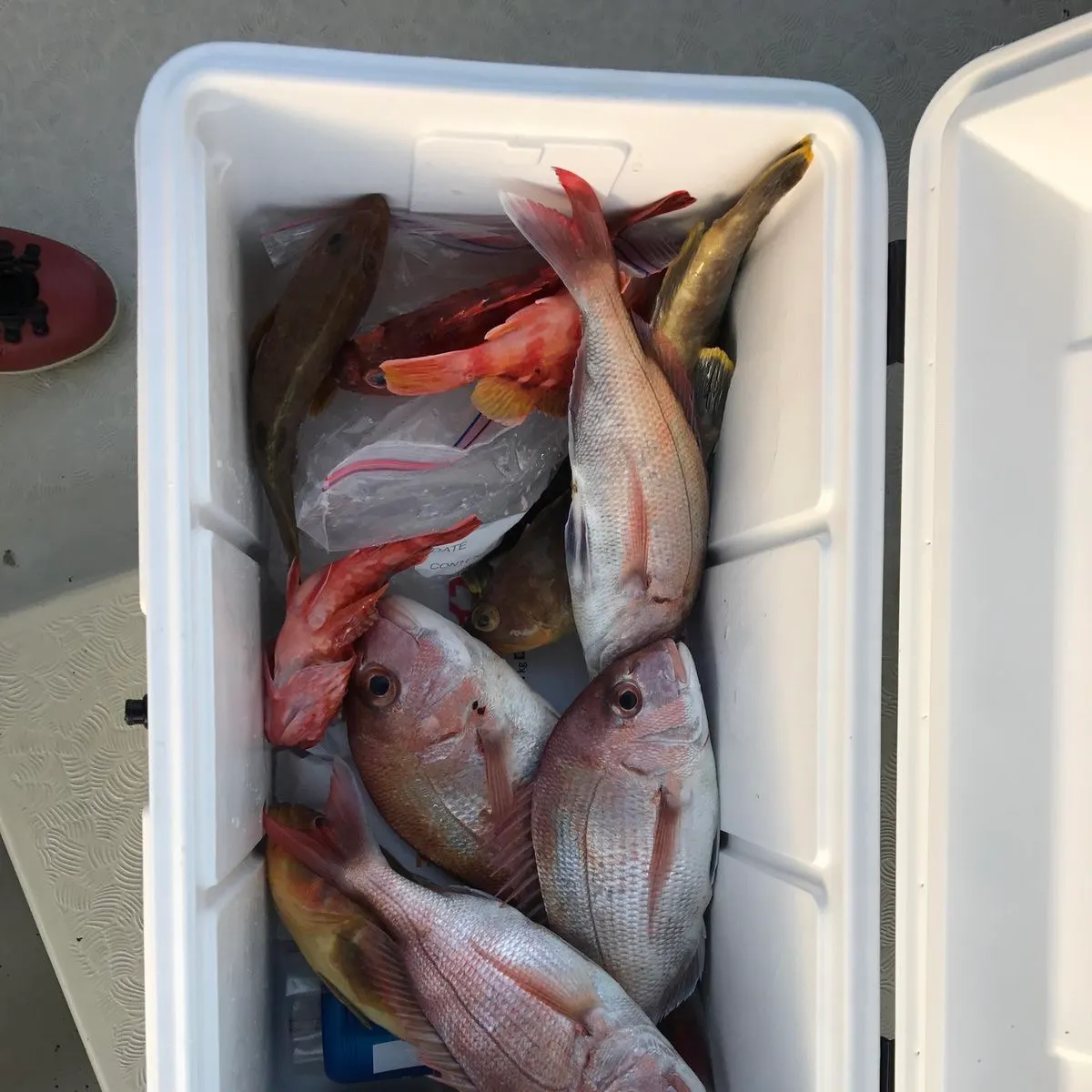 Redtail surfperch caught on Fishbrain