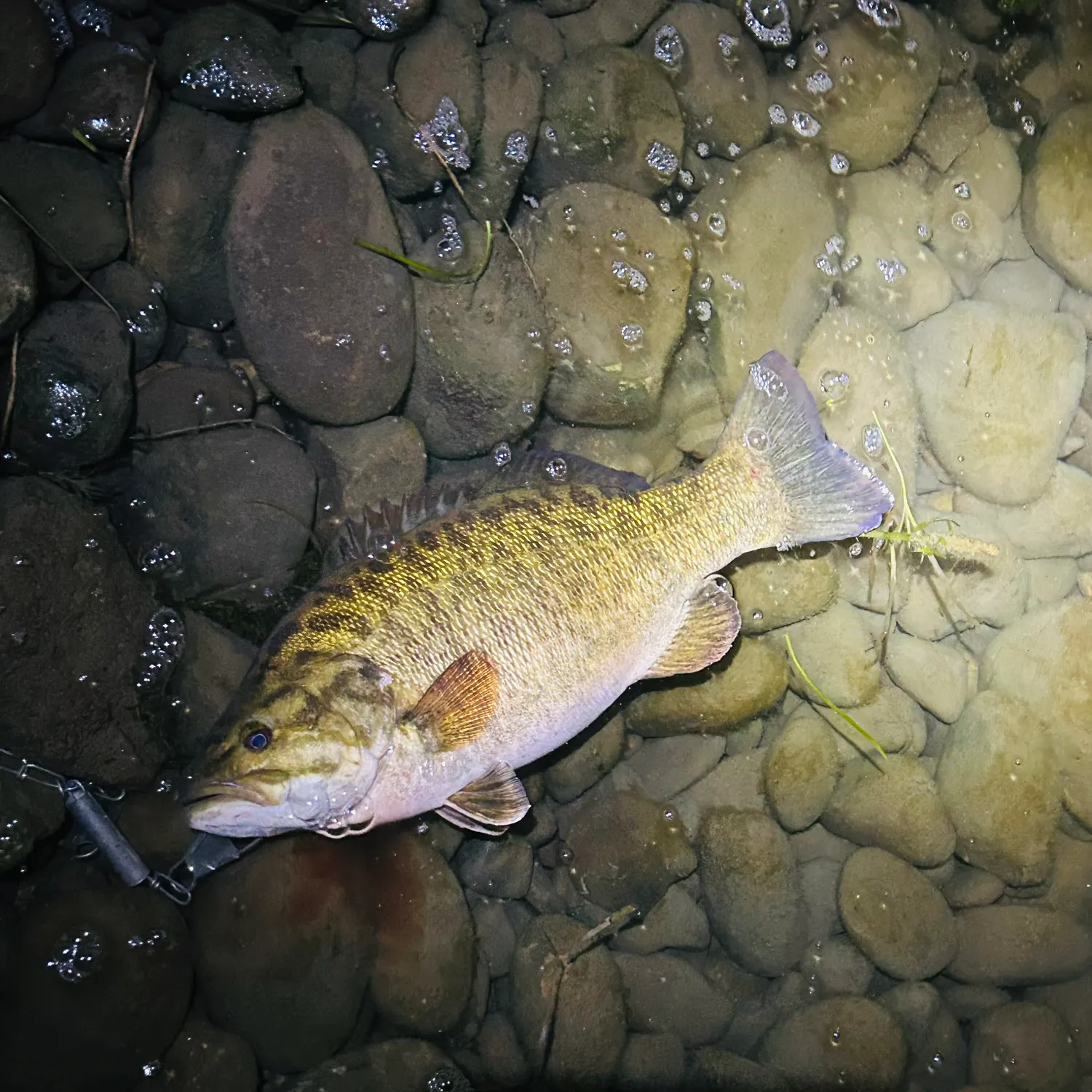 Smallmouth bass caught on Fishbrain