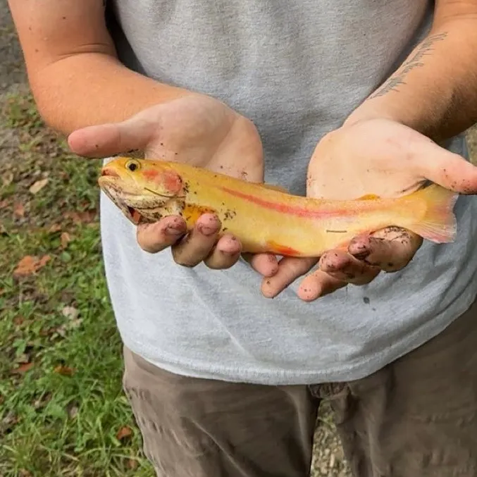 Golden rainbow trout caught on Fishbrain