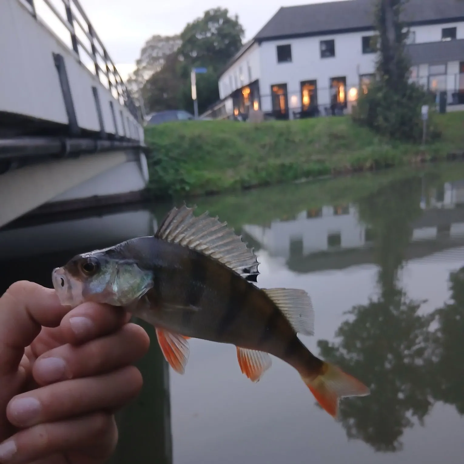 European perch caught on Fishbrain