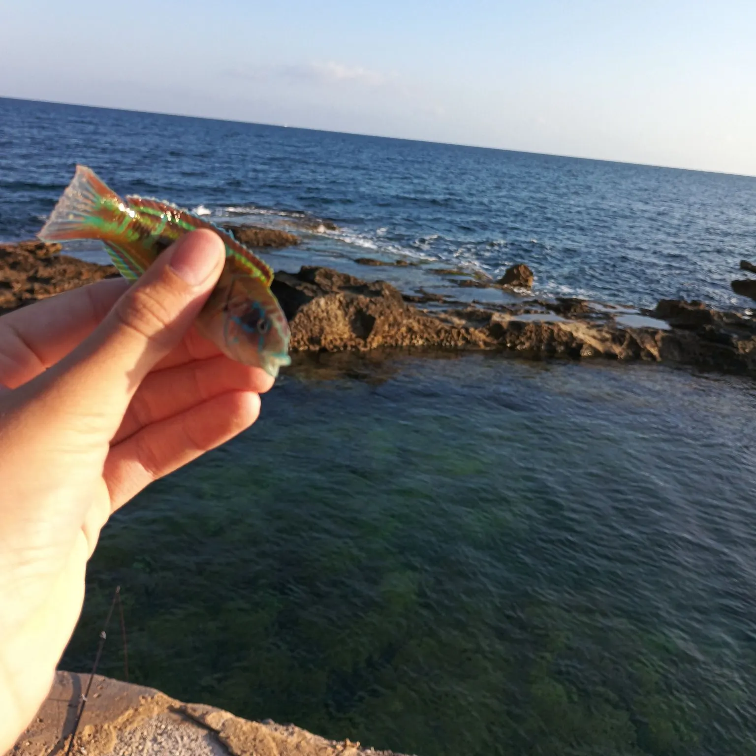 The most popular recent Ornate wrasse catch on Fishbrain