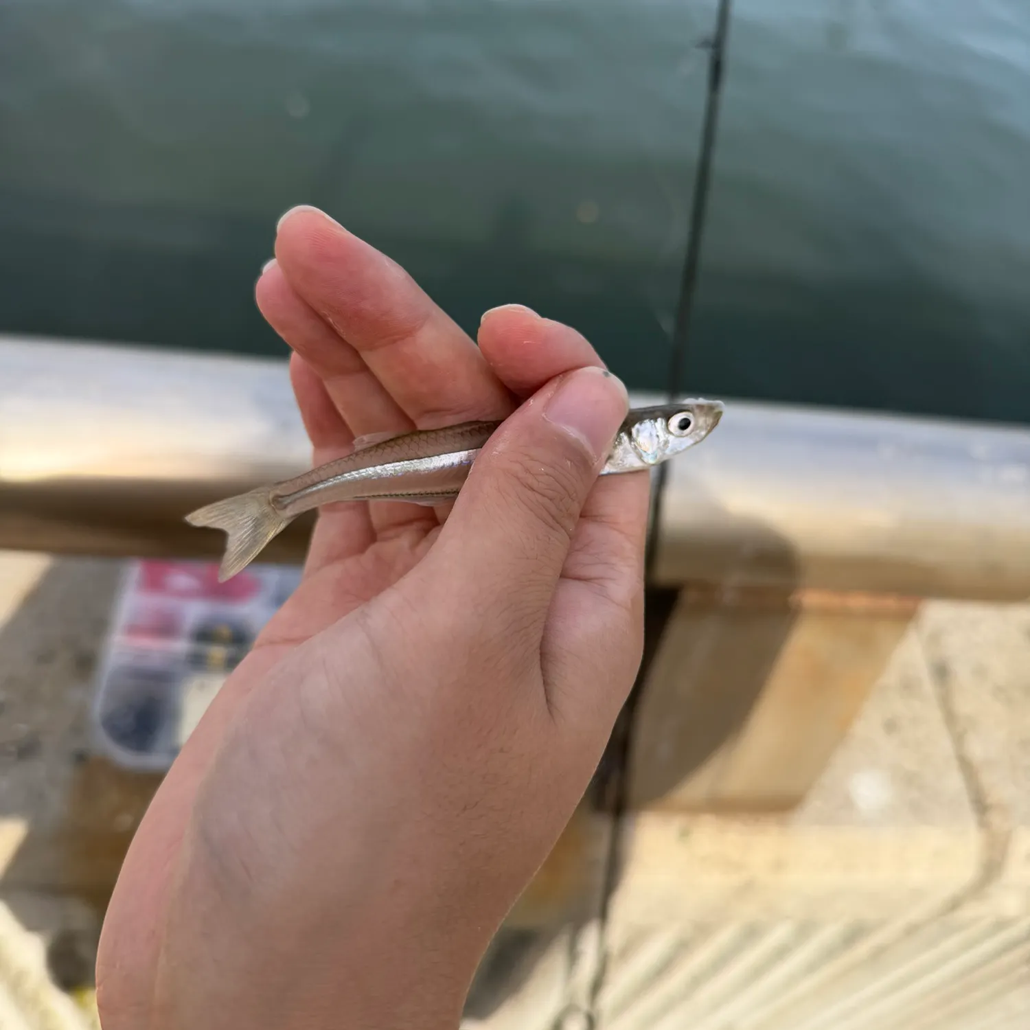 Atlantic silverside caught on Fishbrain