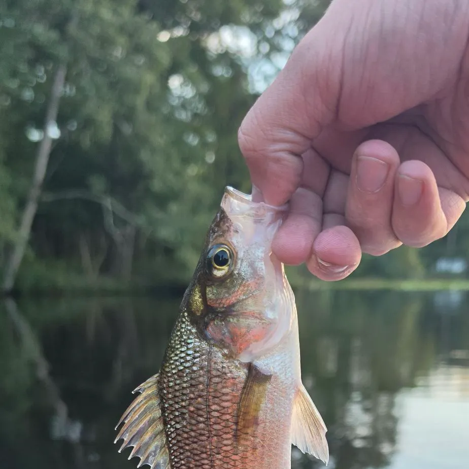 White perch caught on Fishbrain