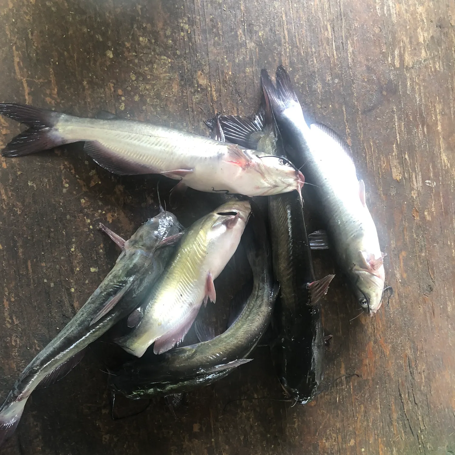 recently logged catches