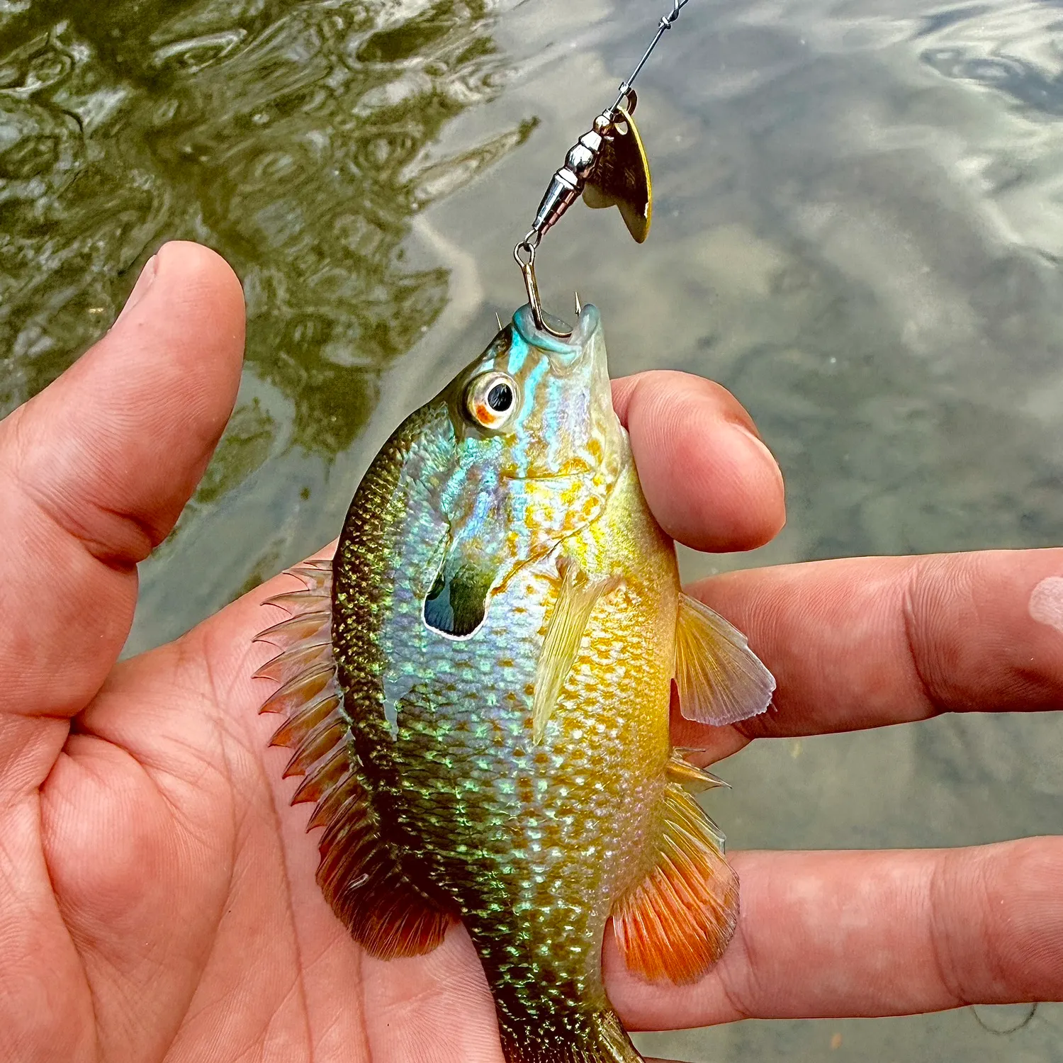 Longear sunfish caught on Fishbrain