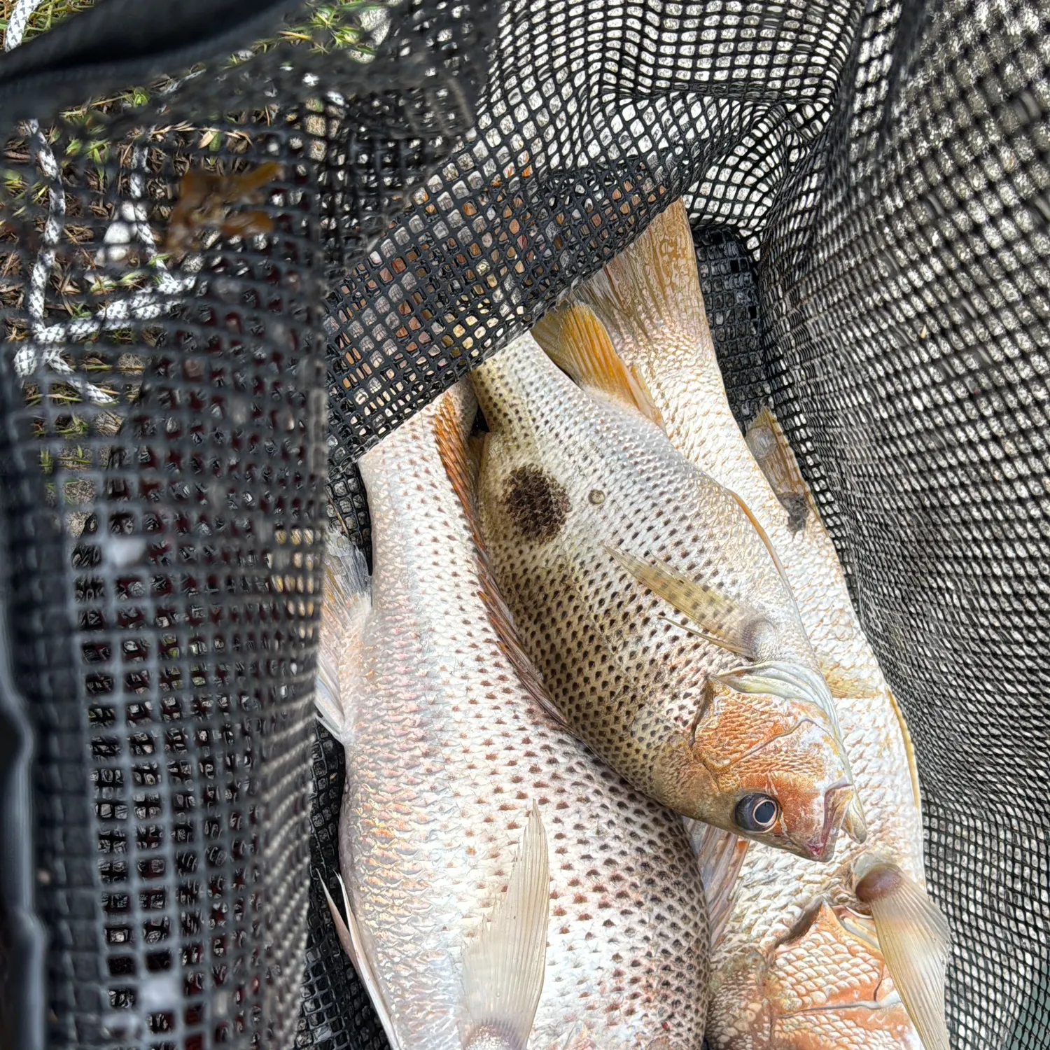 The most recent Golden snapper catches on Fishbrain