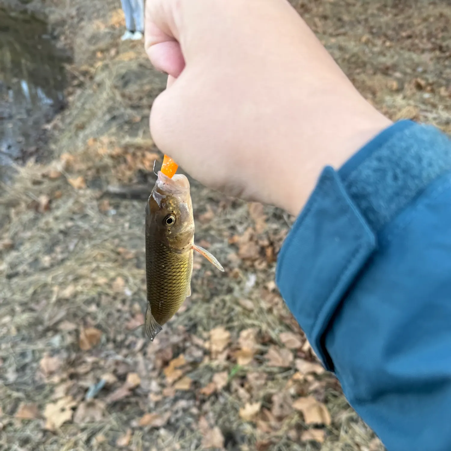 The most recent Hornyhead chub catches on Fishbrain