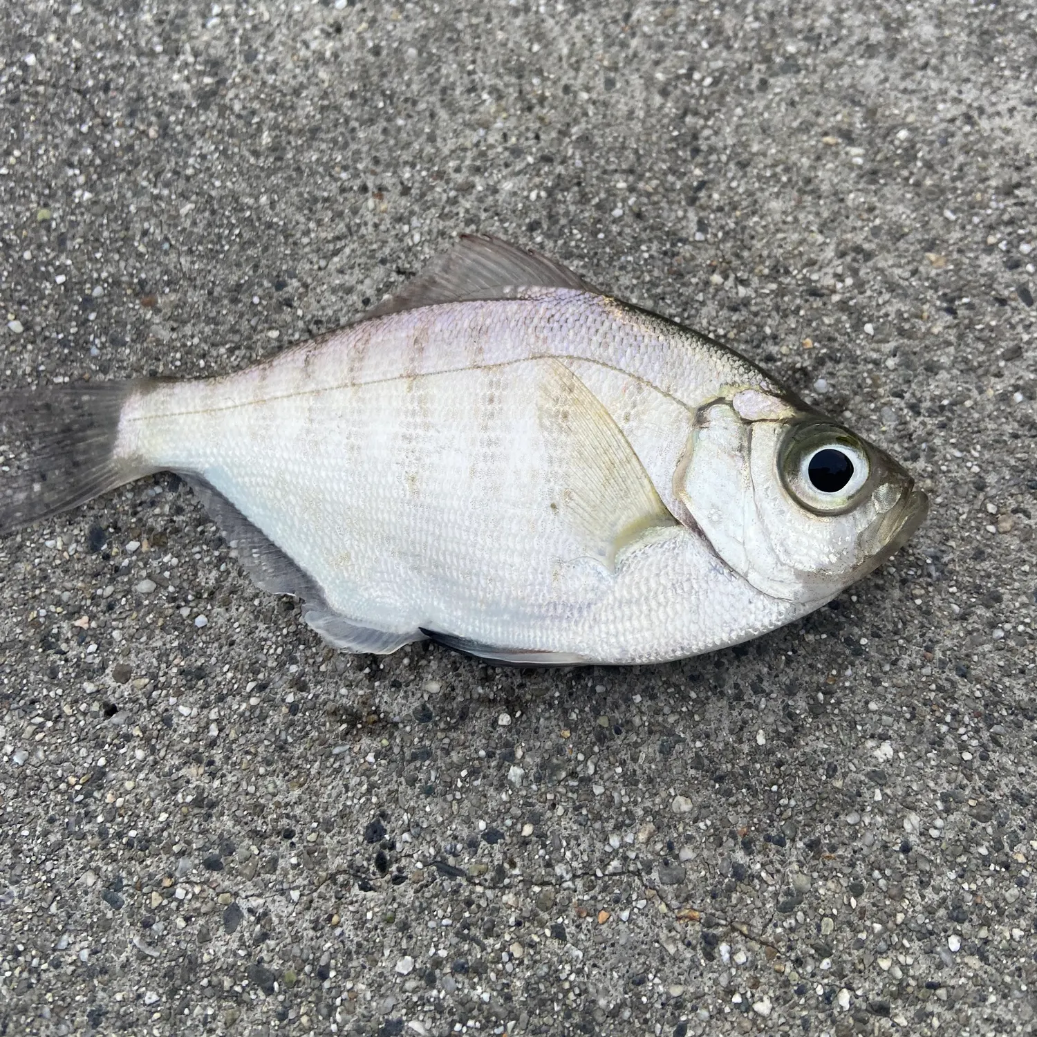 The most recent Walleye surfperch catches on Fishbrain