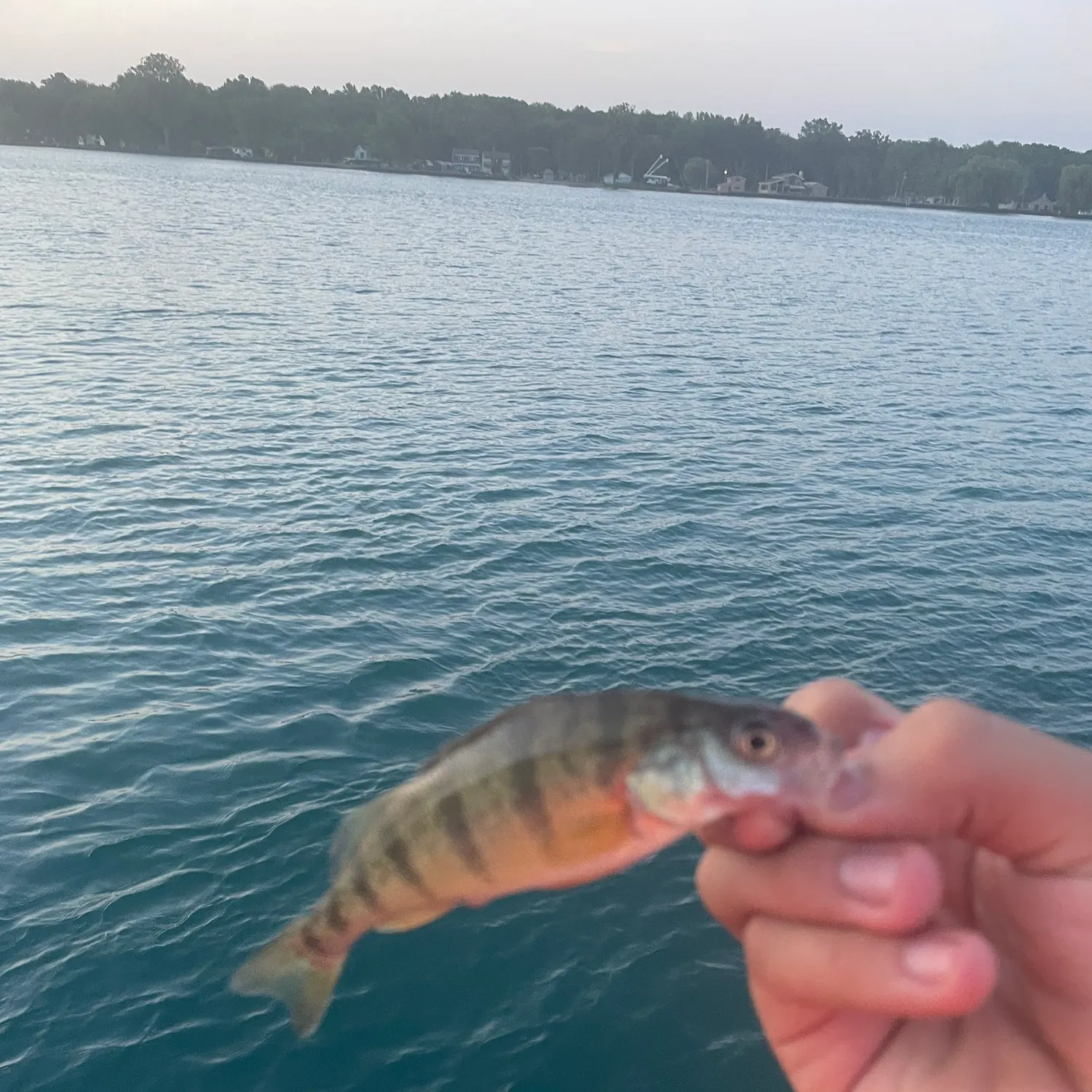 The most recent Common logperch catches on Fishbrain