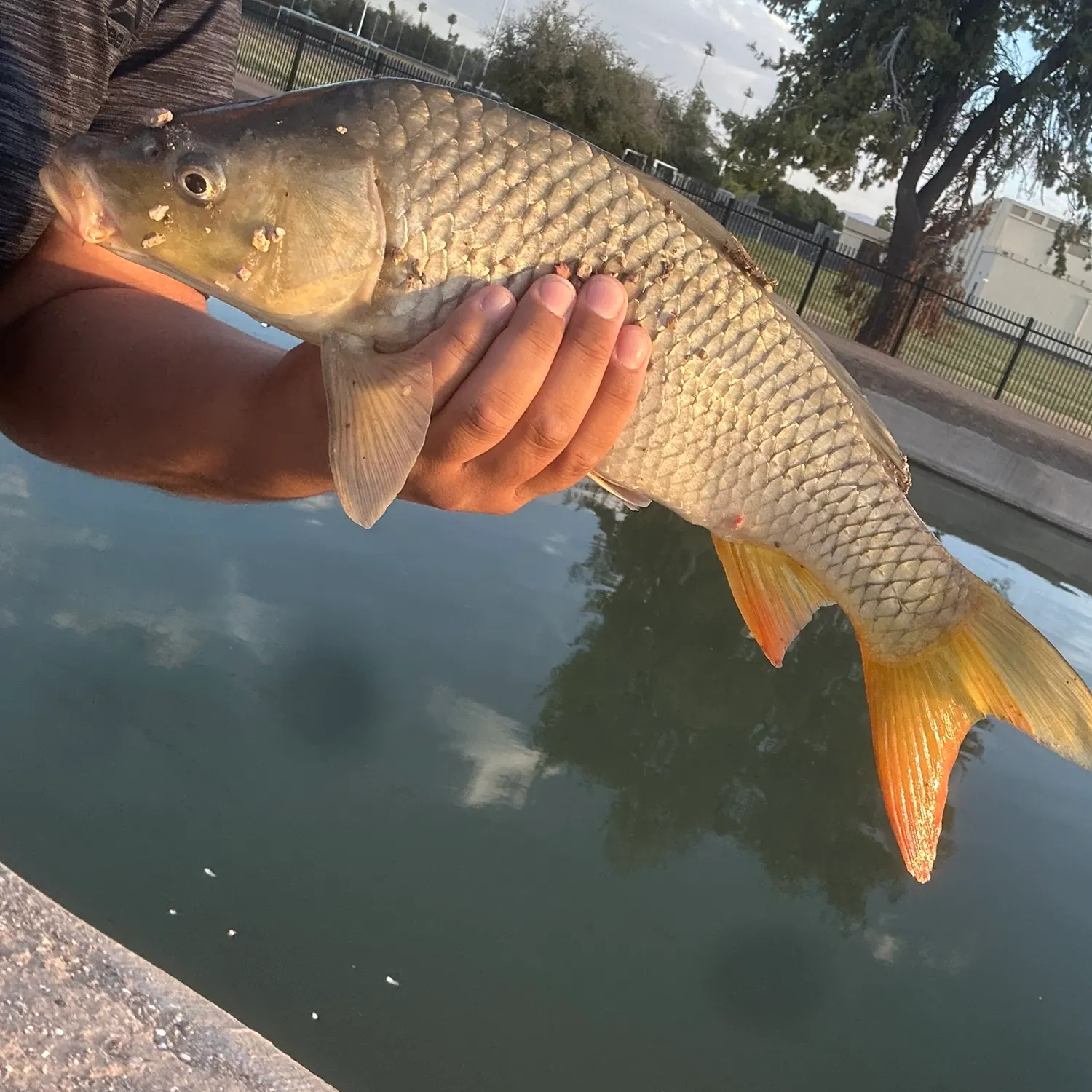 Common carp caught on Fishbrain
